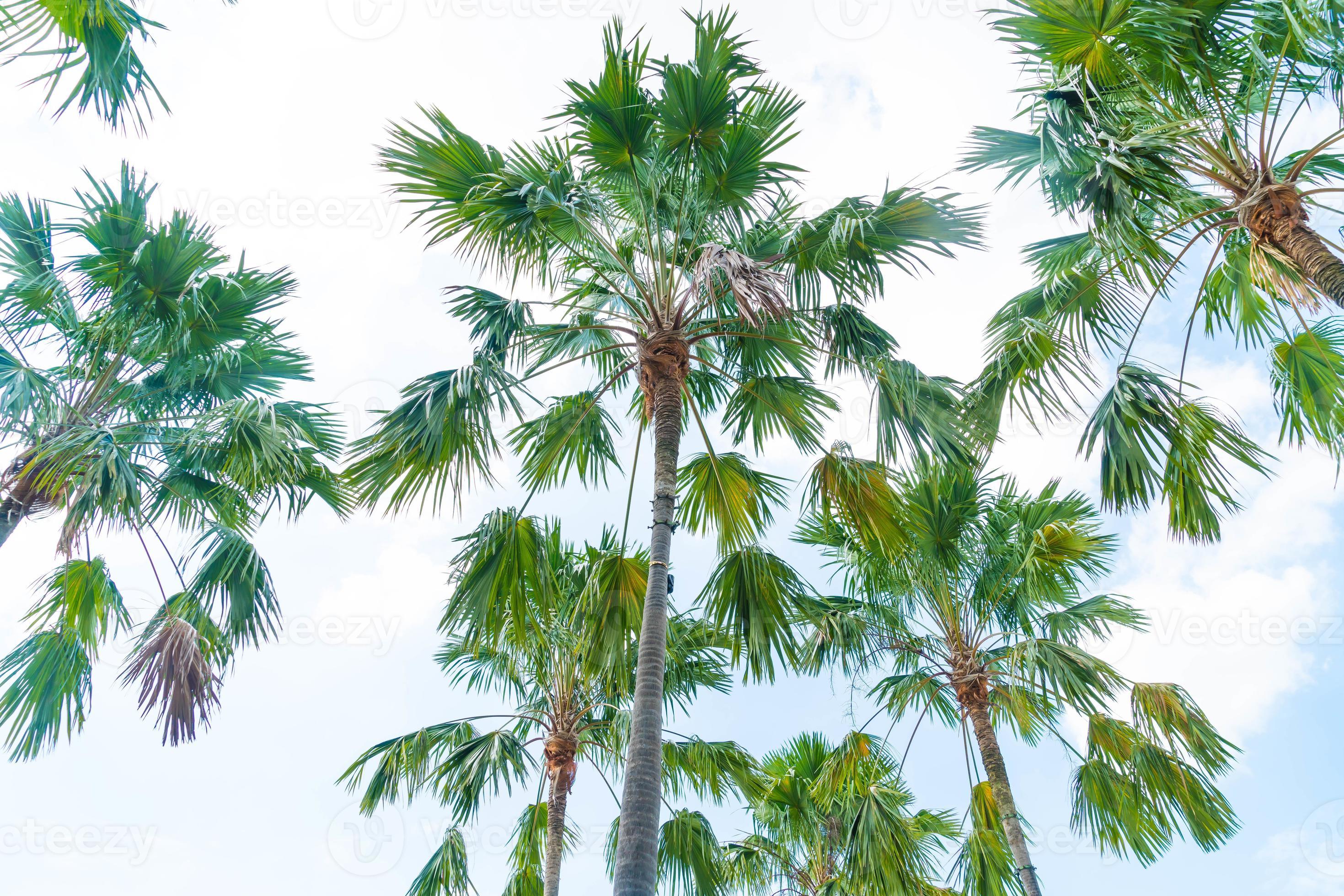 palmier sur fond de ciel - améliorez le style de traitement des couleurs photo