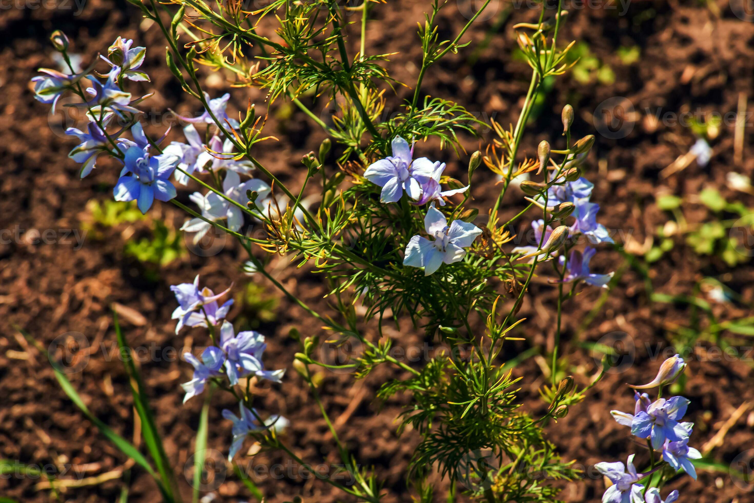 Le lin d'Or de la graine de lin (Linum usitatissimum) - Lin