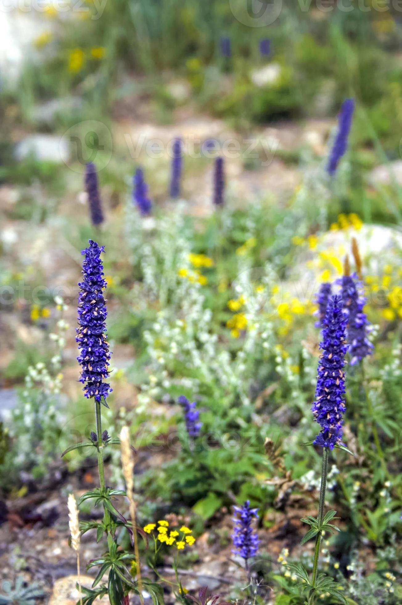 herbe médicinale violette. fleurs violettes de sibérie. 3154243 Banque de  photos