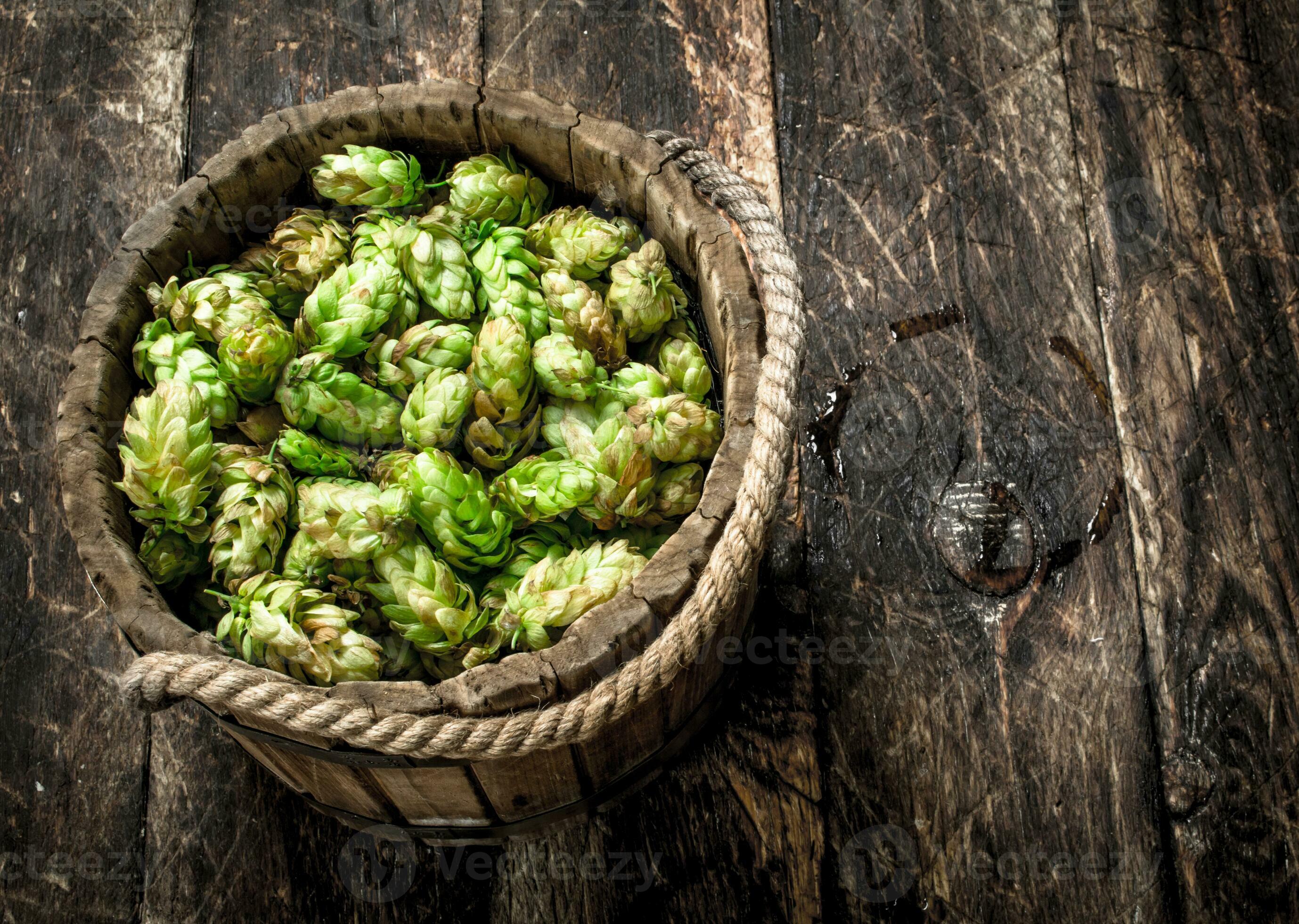 vert le houblon pour Bière dans une en bois seau. 32020497 Photo