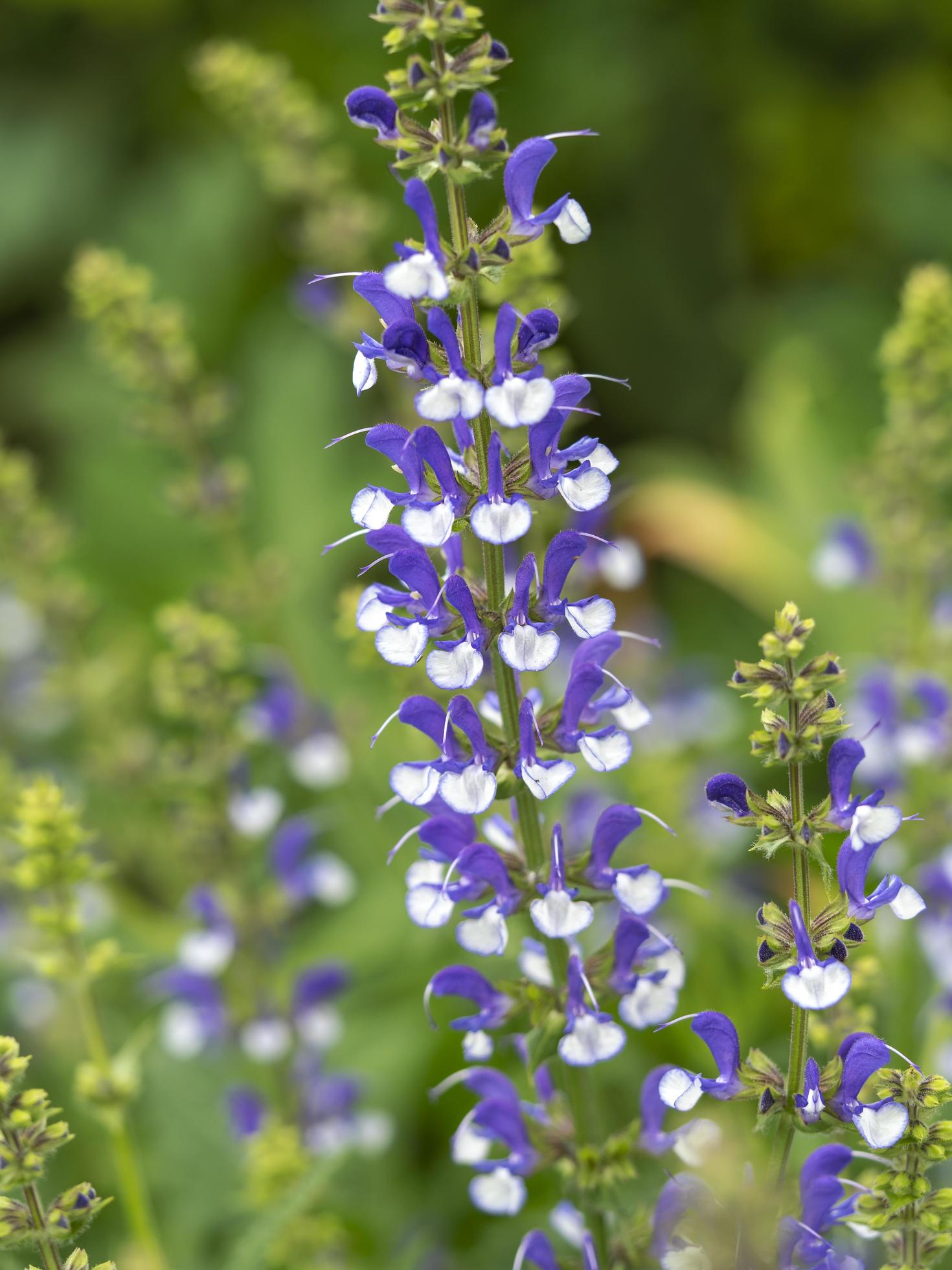 épi de fleur bleu et blanc de salvia farinacea 3244556 Banque de photos