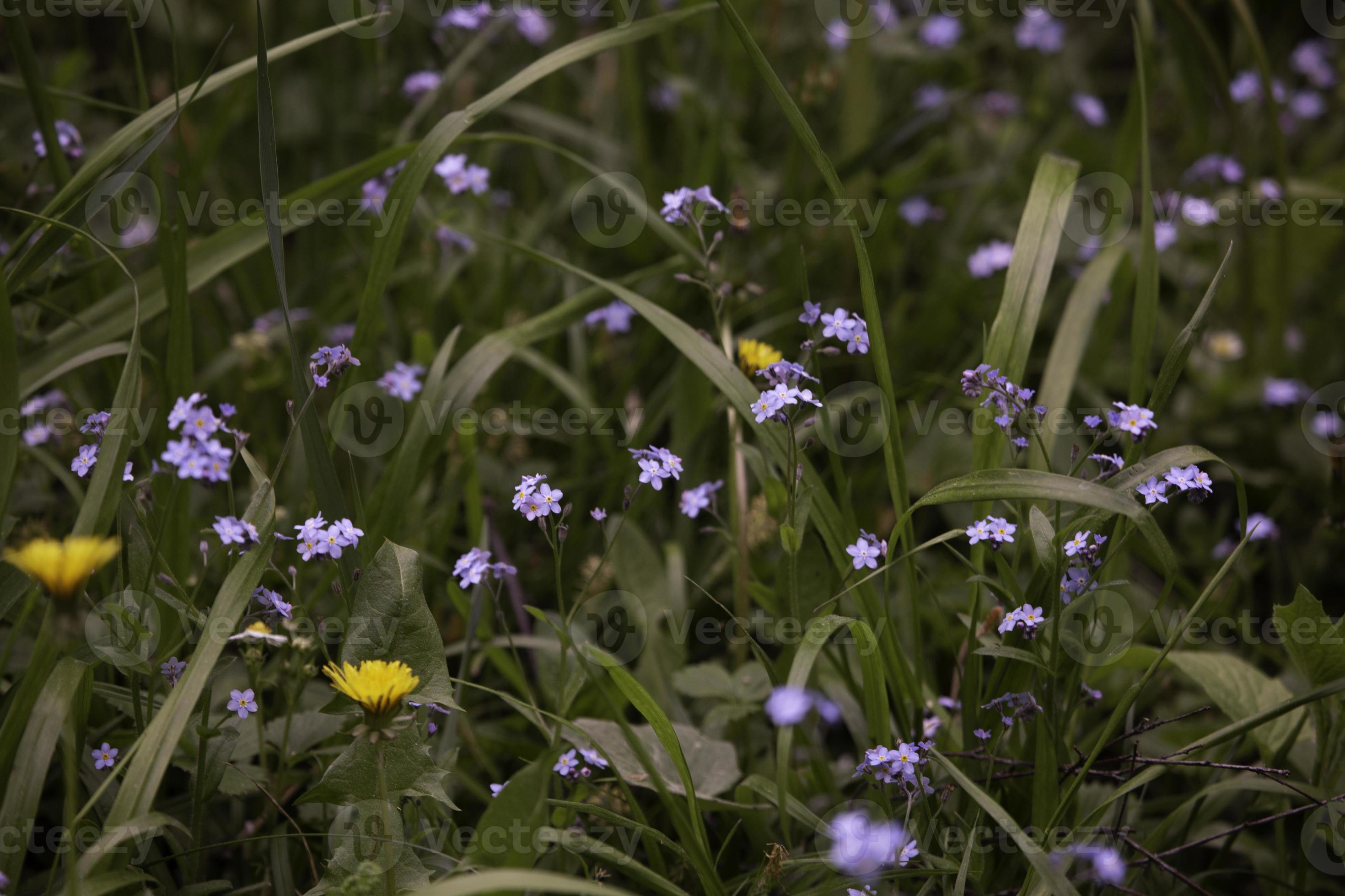 petite fleur violette dans la forêt 3246682 Banque de photos