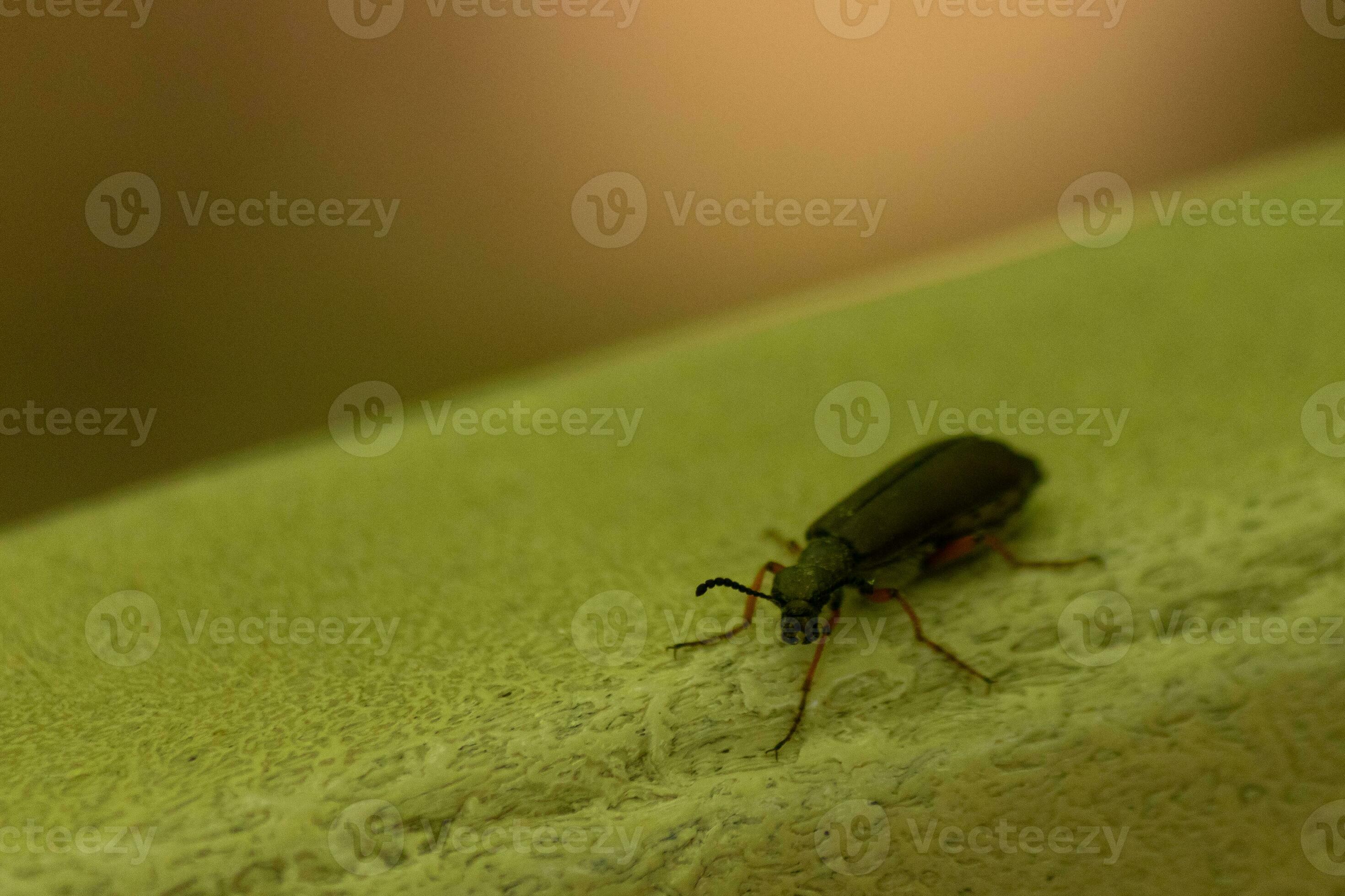 cette mignonne peu cloque scarabée insecte Sam ici sur le vert ...