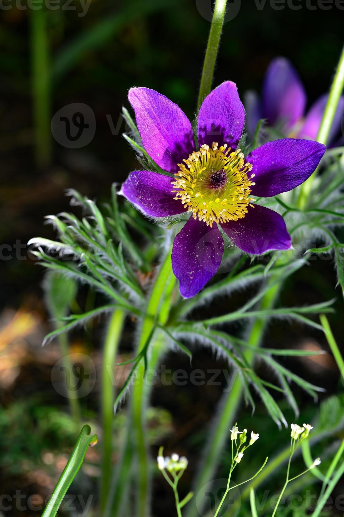 lumbago ouvert, dream-herbe, anemone patens, est une plante vivace 3395837  Banque de photos