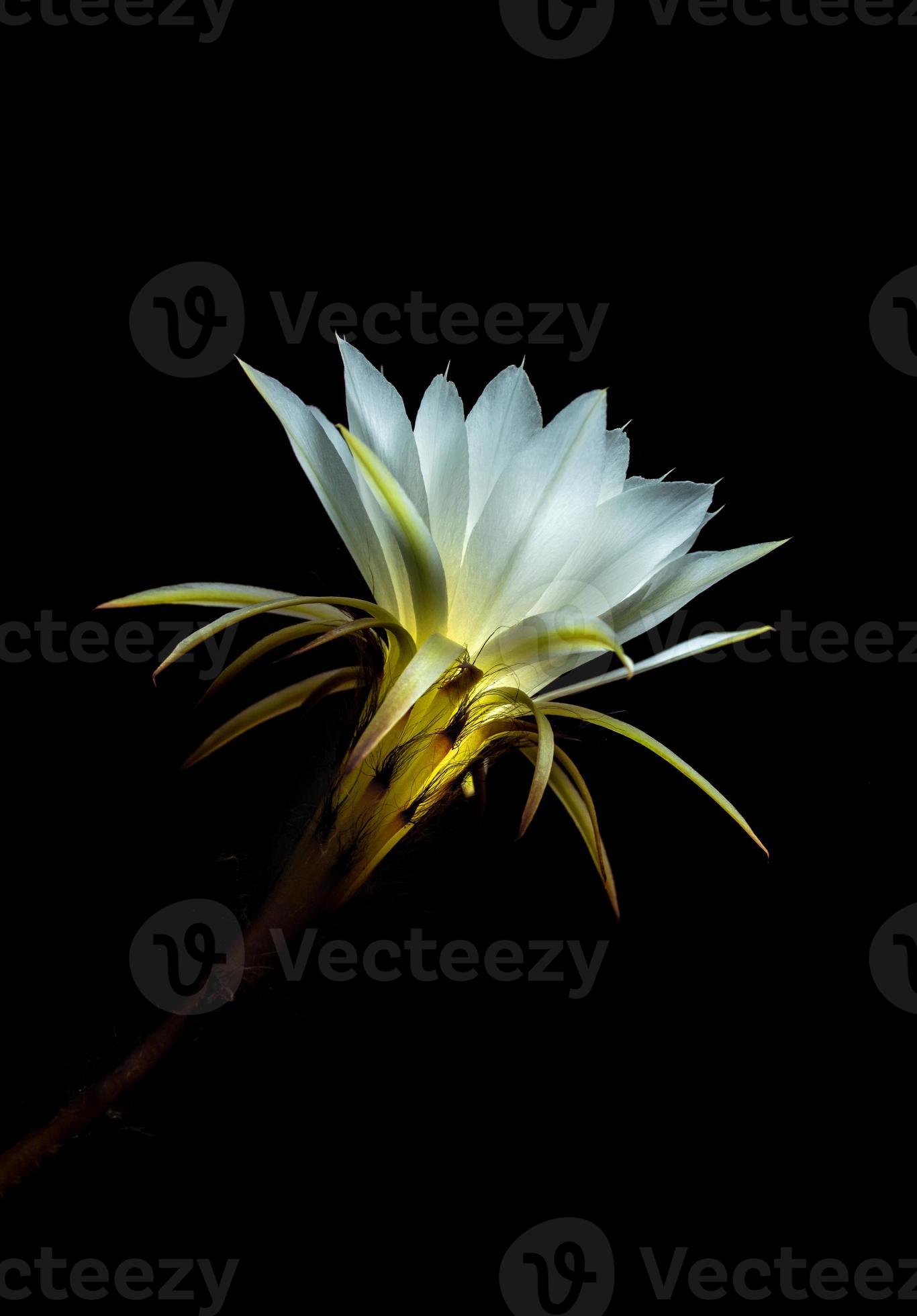 couleur blanche avec duveteux de fleur de cactus sur fond noir 3397558  Banque de photos