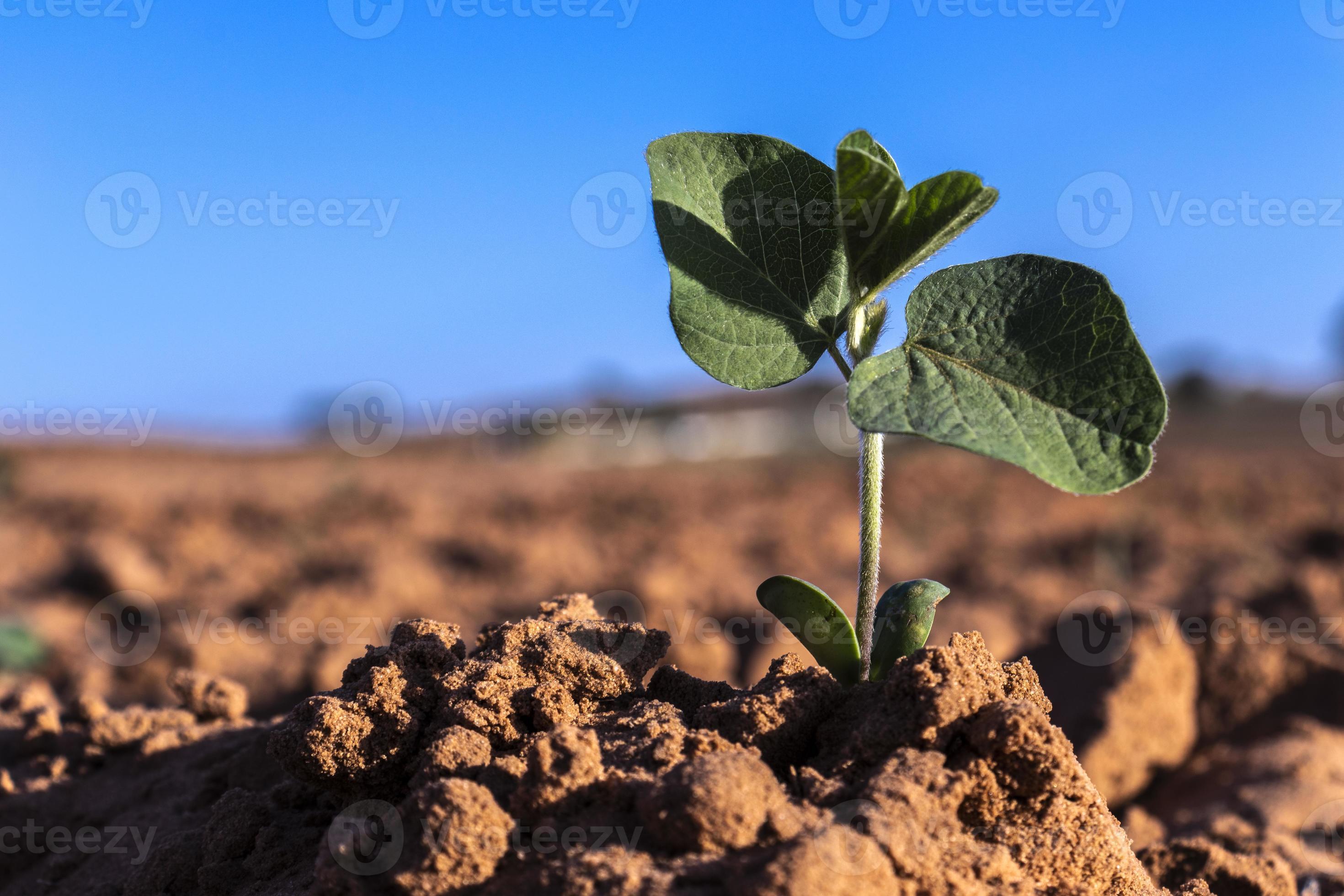 la pousse de la plante d'arachide pousse dans le domaine d'une ferme au  brésil 3597164 Photo de stock chez Vecteezy