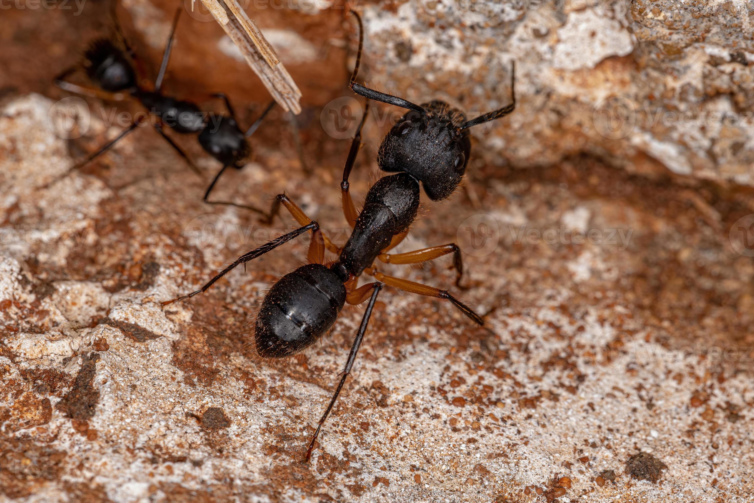 fourmi charpentière femelle adulte photo