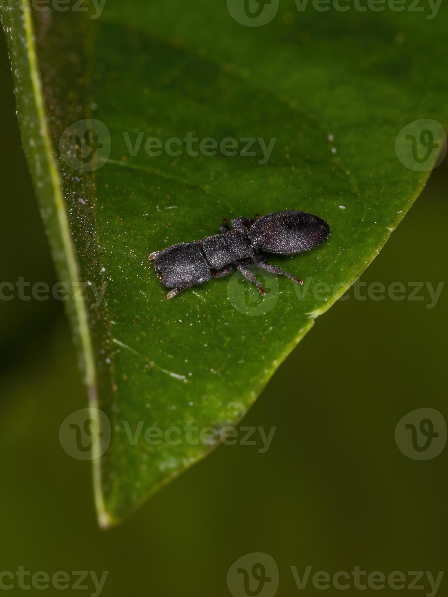 petite fourmi tortue noire adulte photo