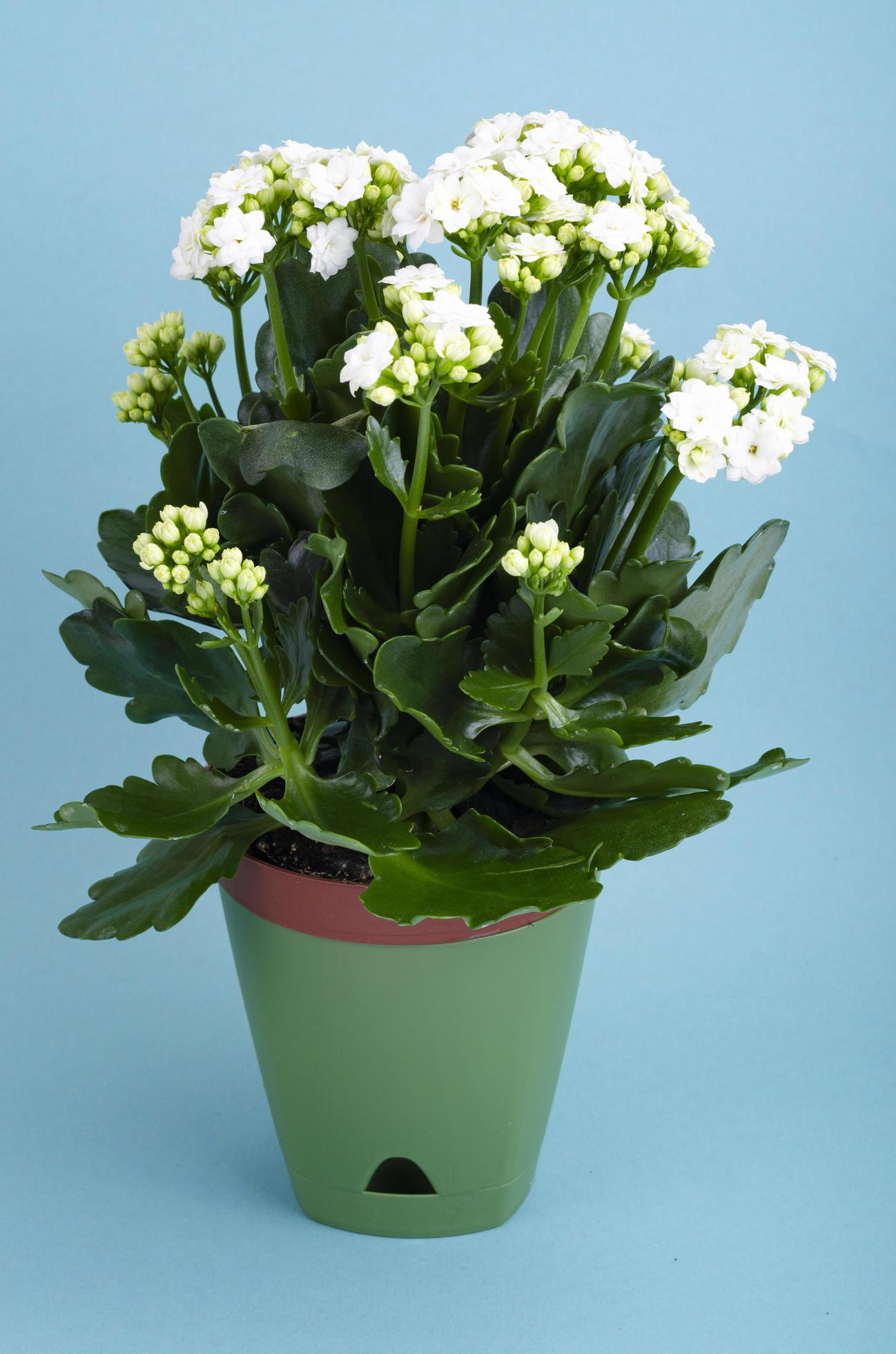 Kalanchoe blanc - Plante - Plus de Fleurs