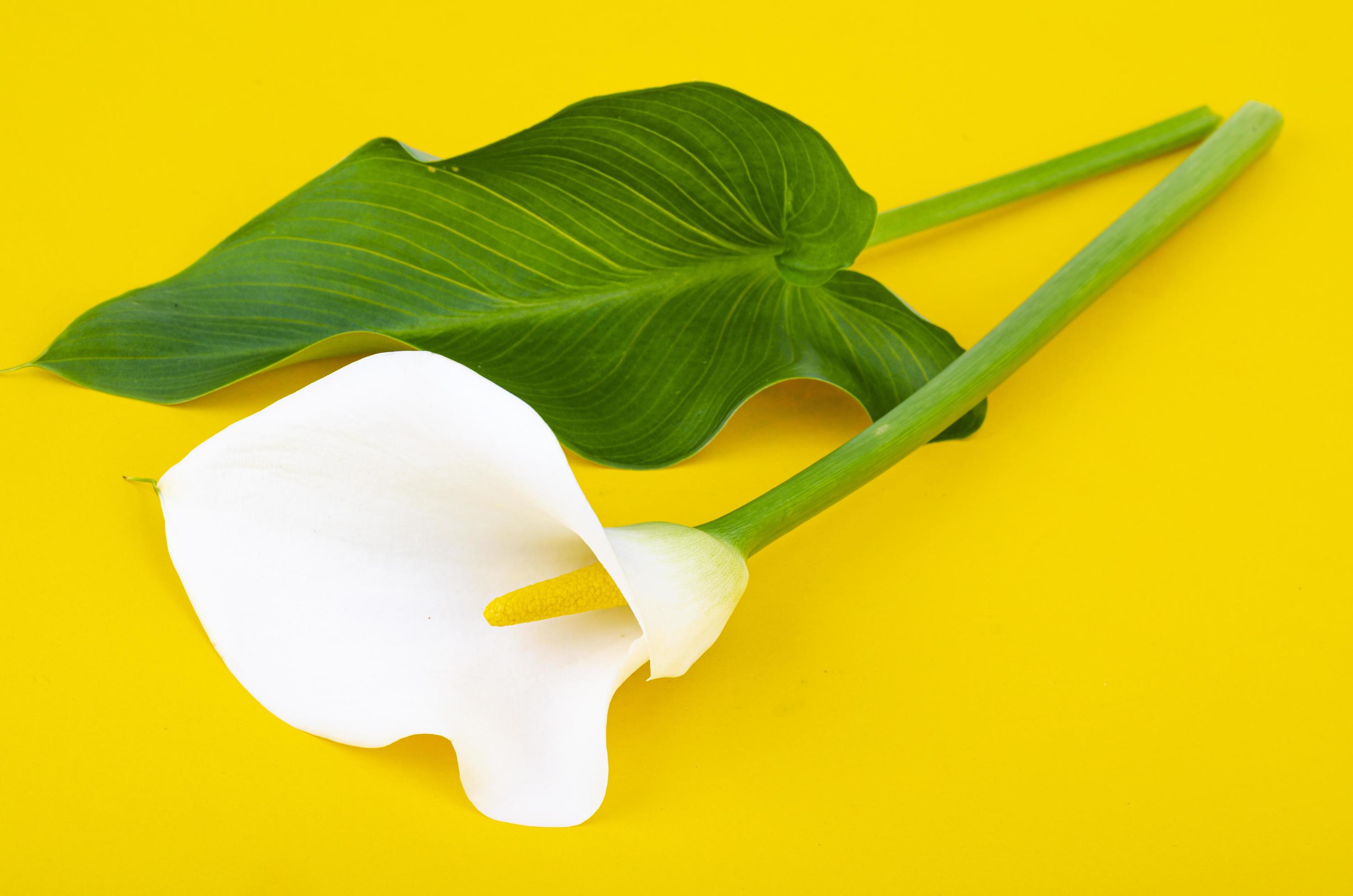 belle fleur de calla blanche sur fond jaune 4455324 Banque de photos