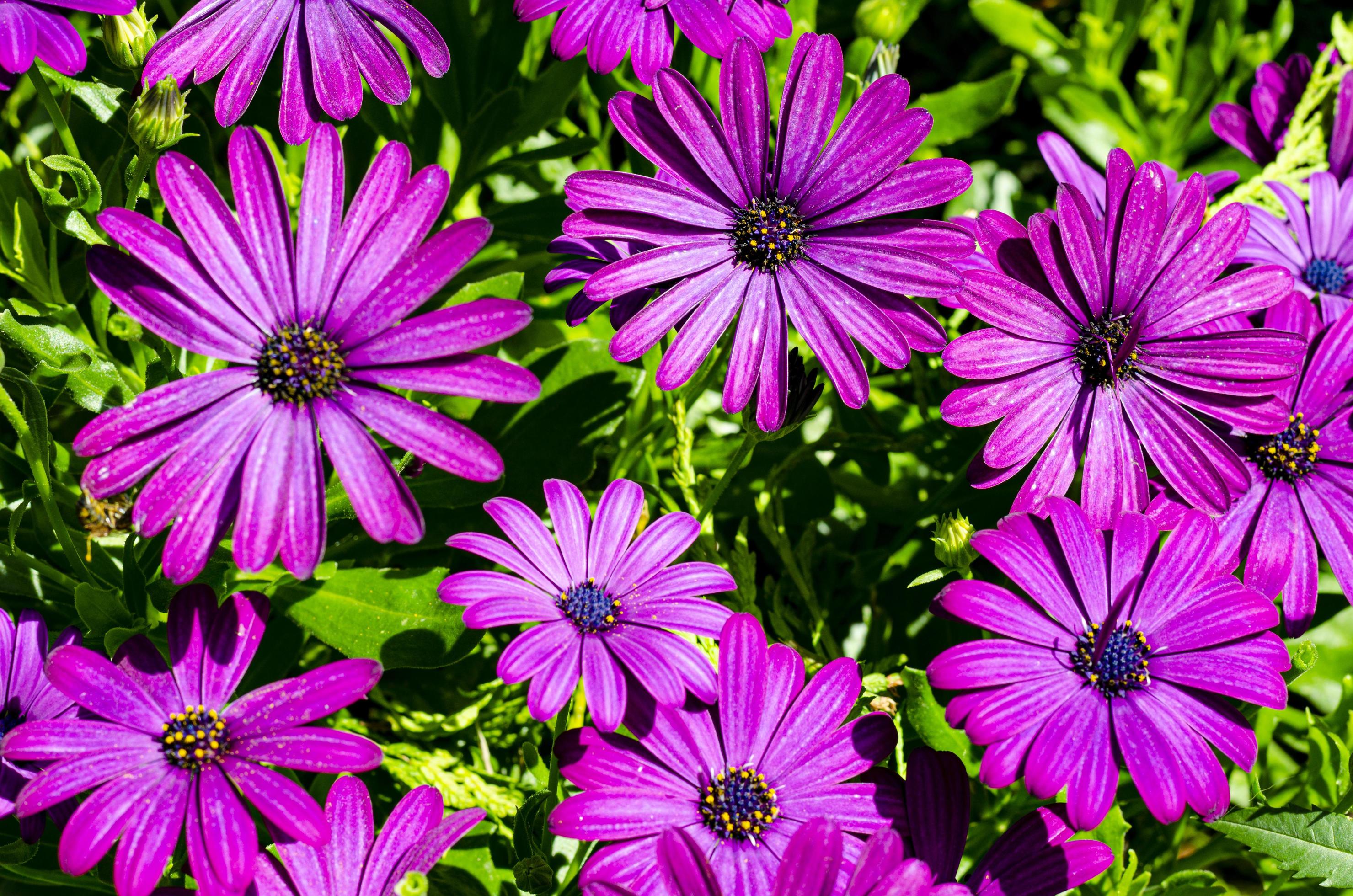 fond floral coloré, papier peint de fleurs de marguerite violette 4455353  Banque de photos