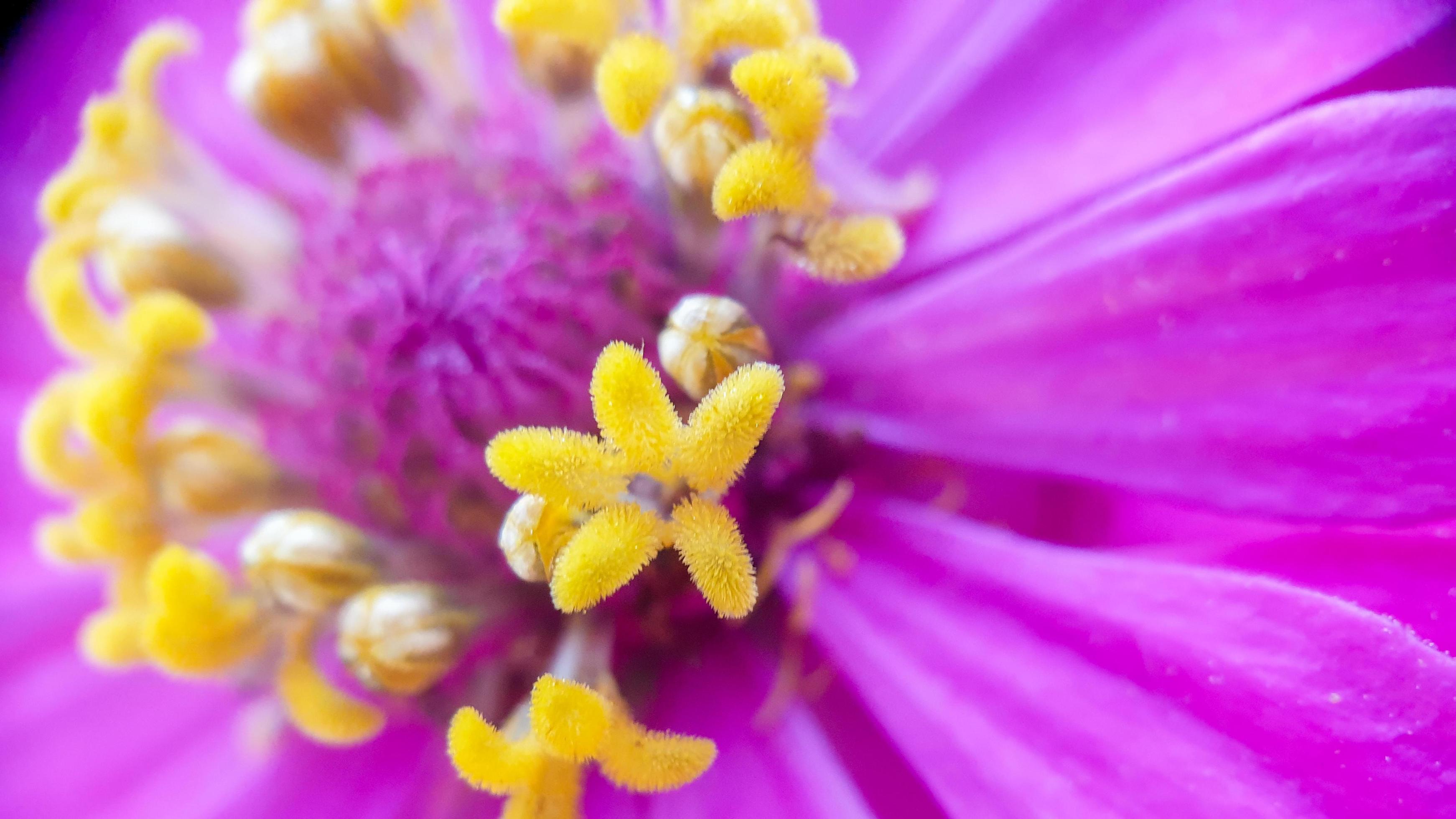 détails de la belle fleur violette 4529276 Banque de photos