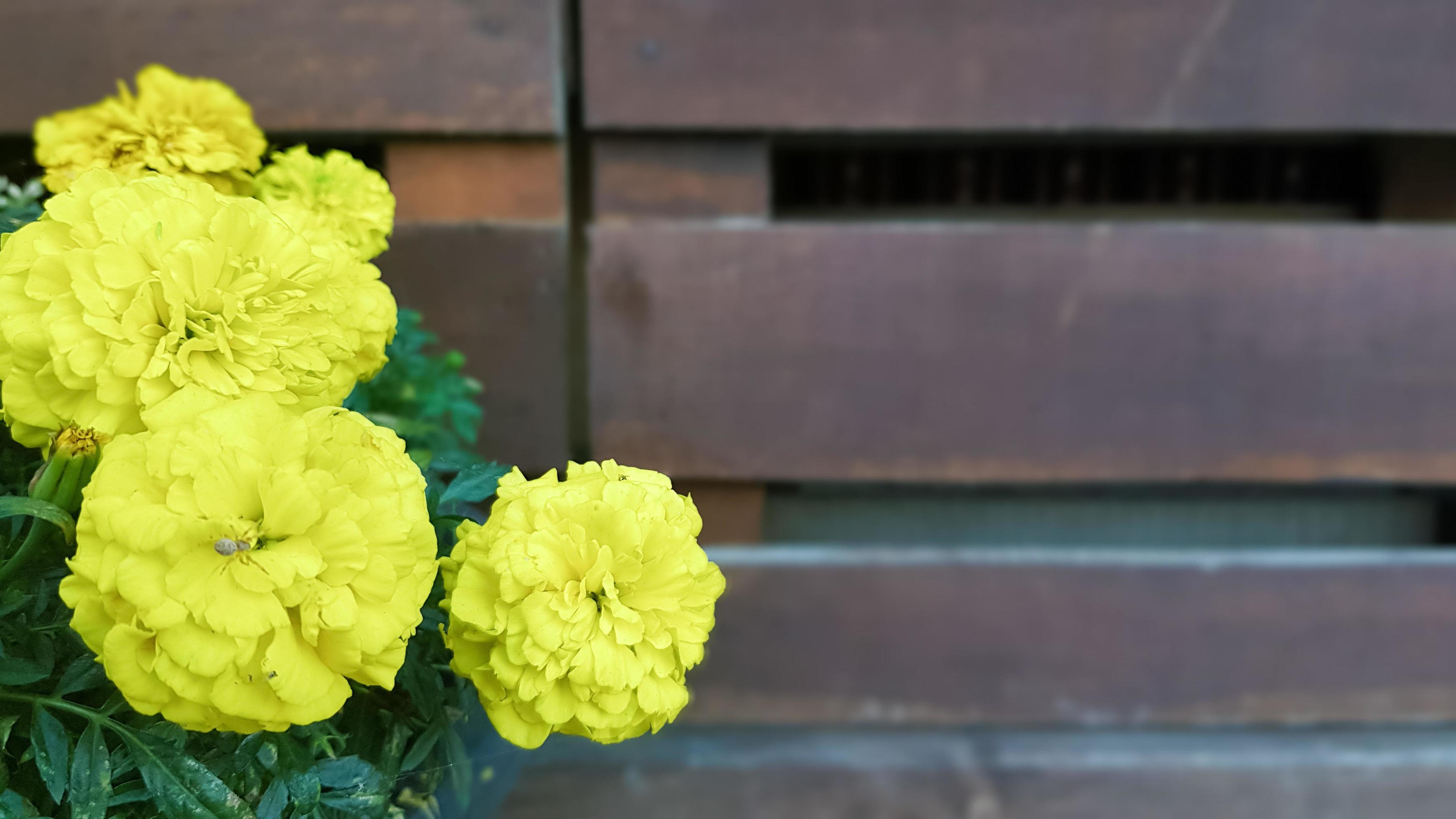 rempoter des fleurs colorées à l'extérieur au printemps. fleurs de renoncule  jaune, dans un pot de jardin, dans le jardin par une journée de printemps  ensoleillée, beau fond floral extérieur, photographié avec