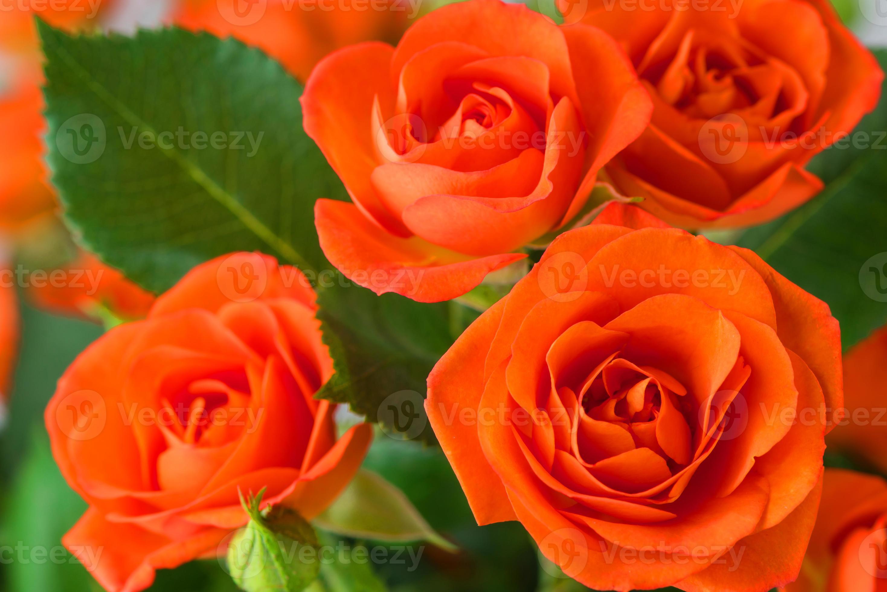 fleur orange clair rose douce belles fleurs épanouies et bouquet floral  doux. 4678781 Banque de photos