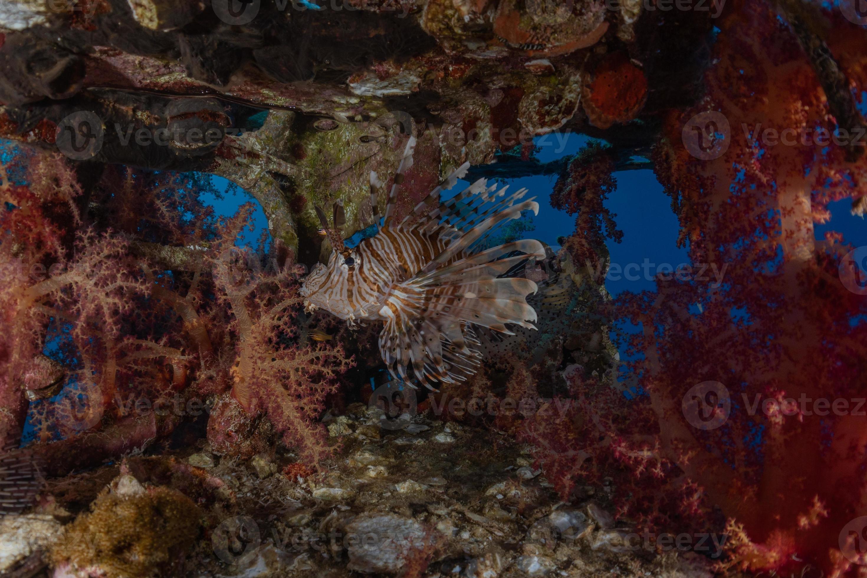 poisson lion dans la mer rouge poisson coloré, eilat israël photo