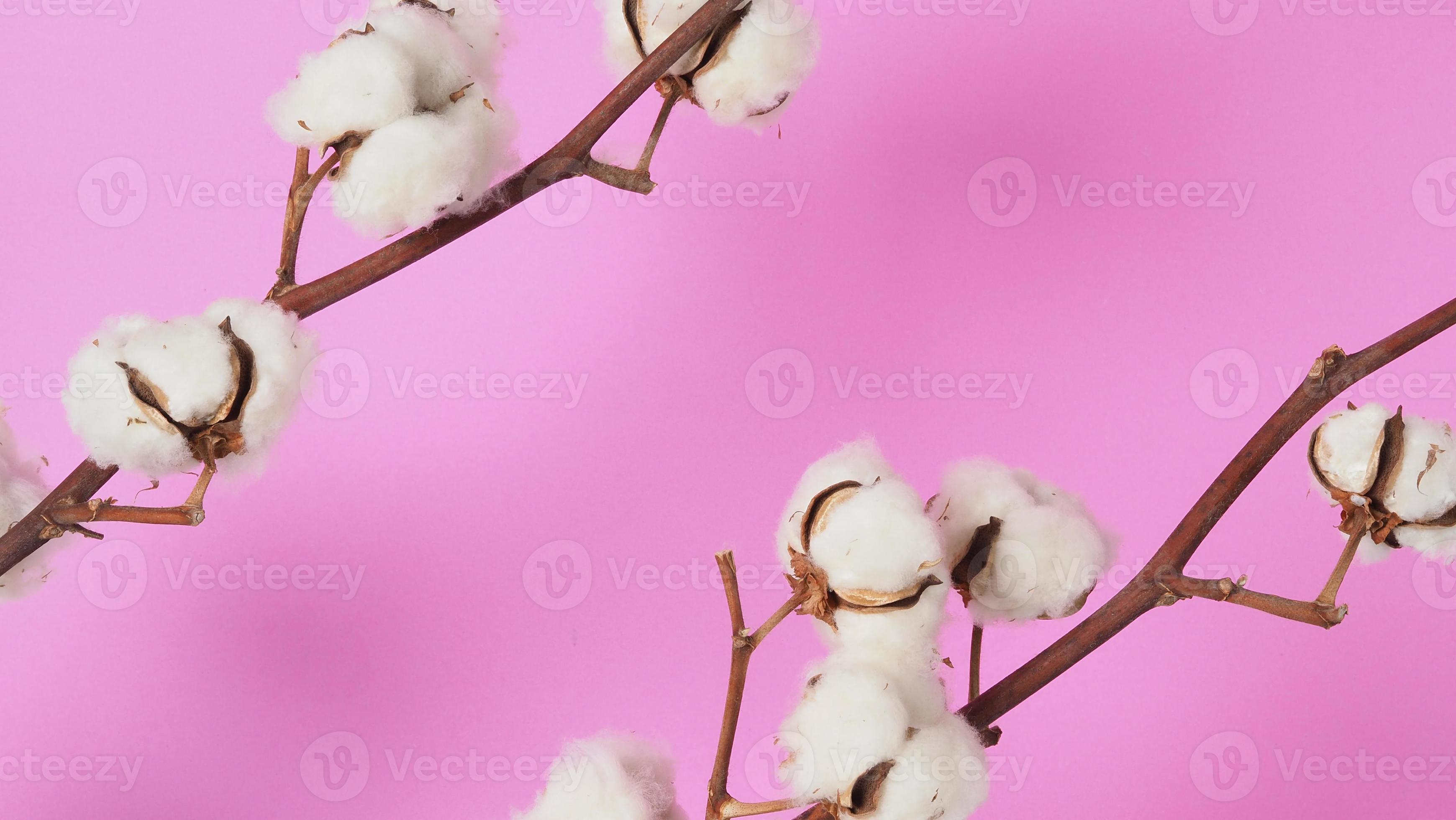 fleurs de coton naturel. boules de coton blanc branches de fleurs et fond  rose. 4731382 Banque de photos