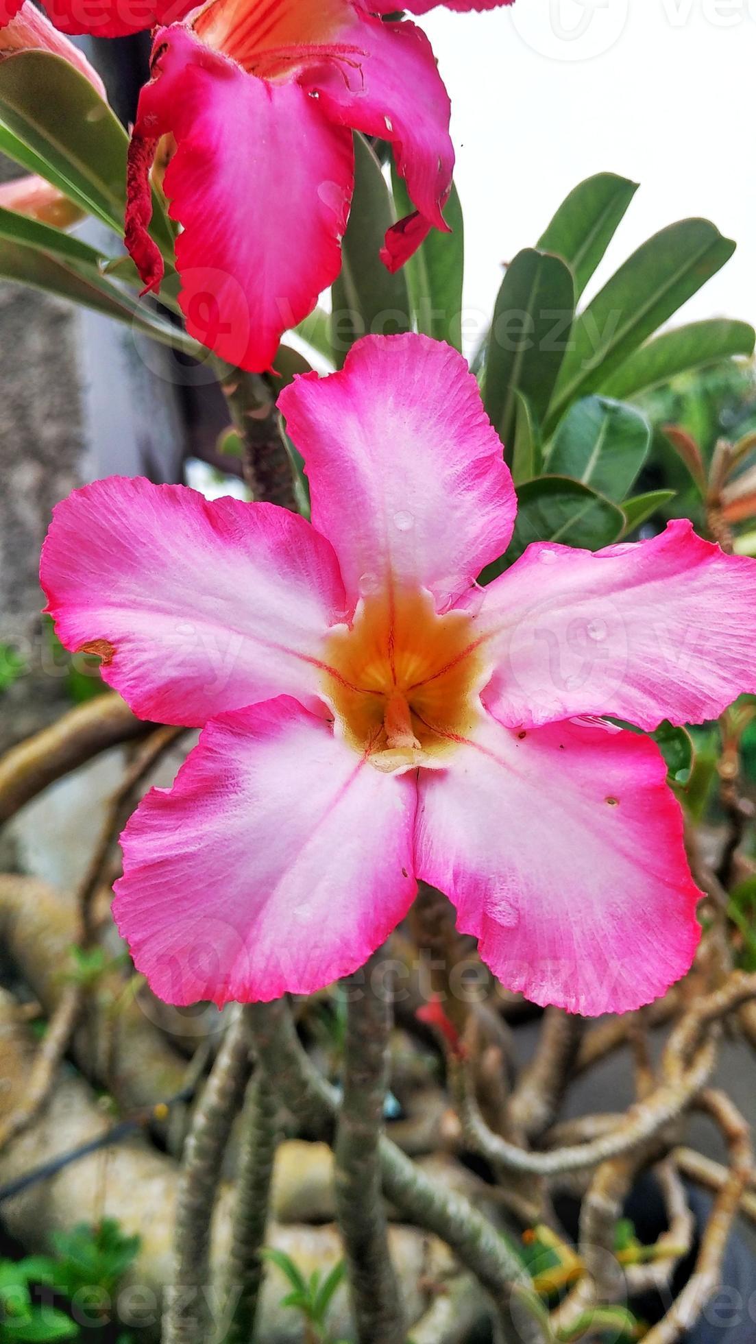 fleur rose frangipanier rouge, plante tropicale asie 4859029 Banque de  photos