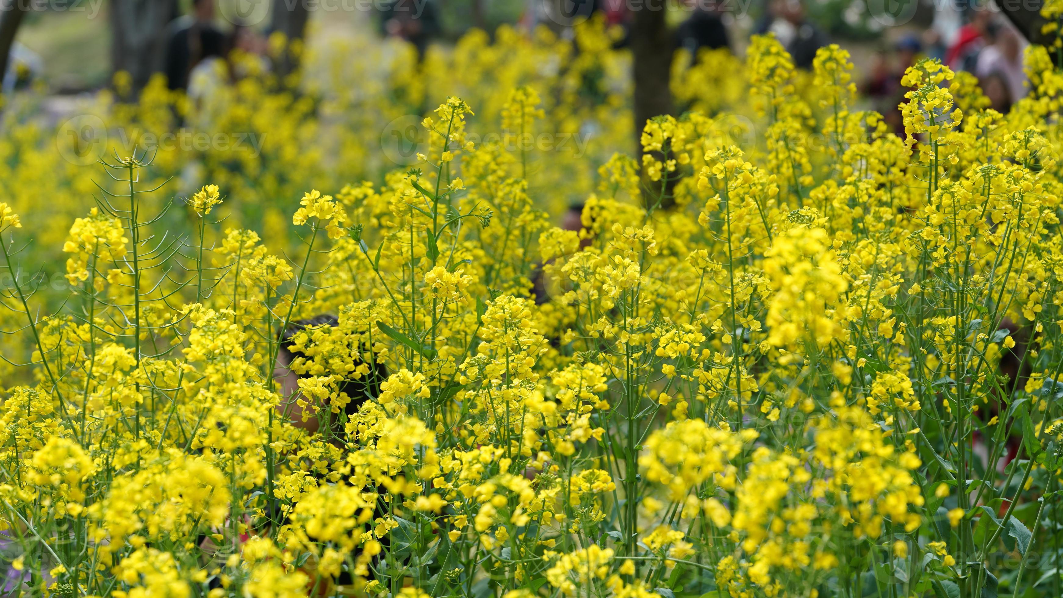 la belle vue sur la campagne avec les fleurs de canola jaune qui  fleurissent dans le parc en chine au printemps 4914341 Banque de photos