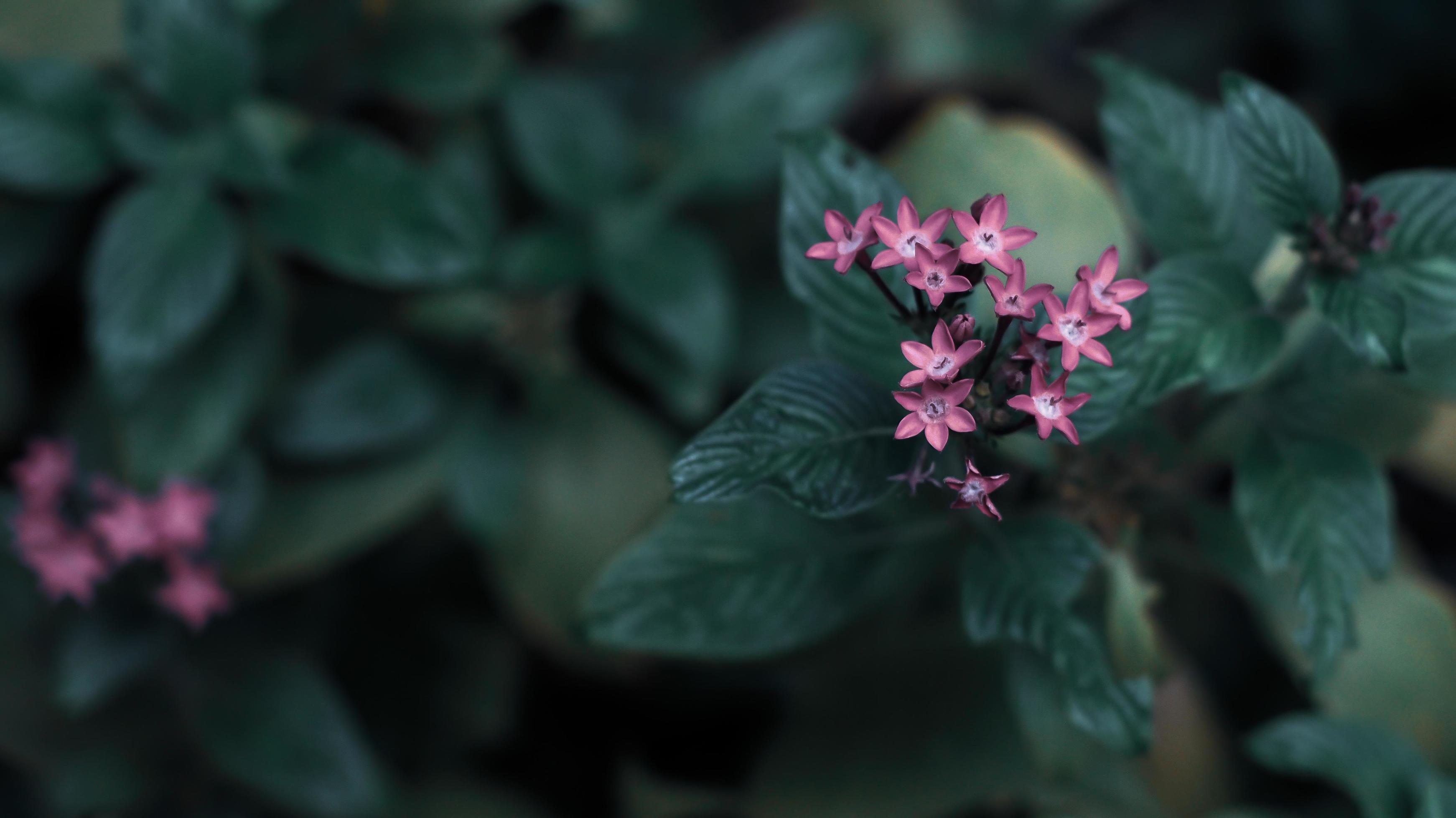concept minimal de nature - fond de feuilles vertes avec une petite petite  fleur violette 5159757 Banque de photos
