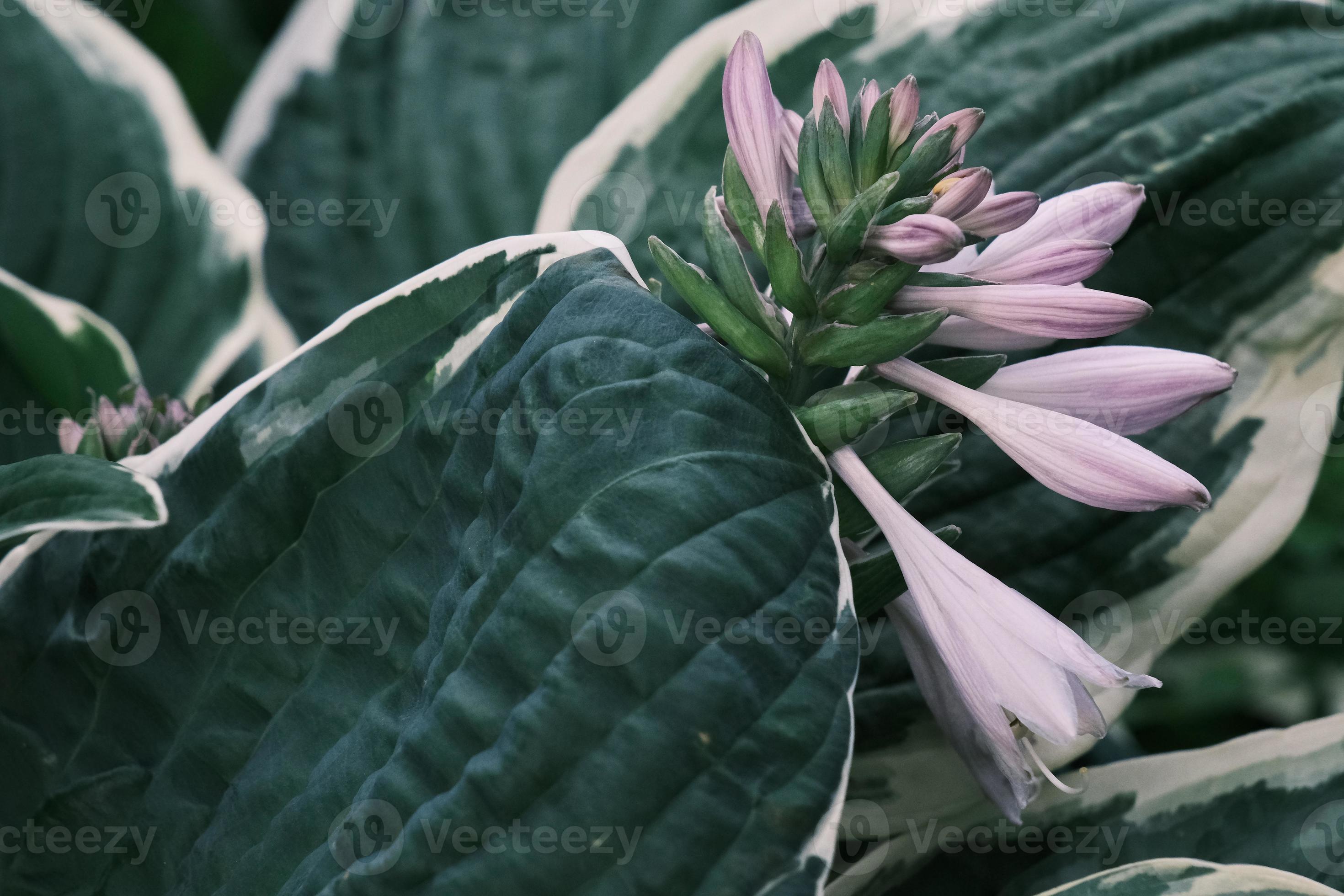 grandes feuilles vertes de plante hosta à fleurs violettes se bouchent dans  le jardin d'été à l'extérieur 5397059 Banque de photos