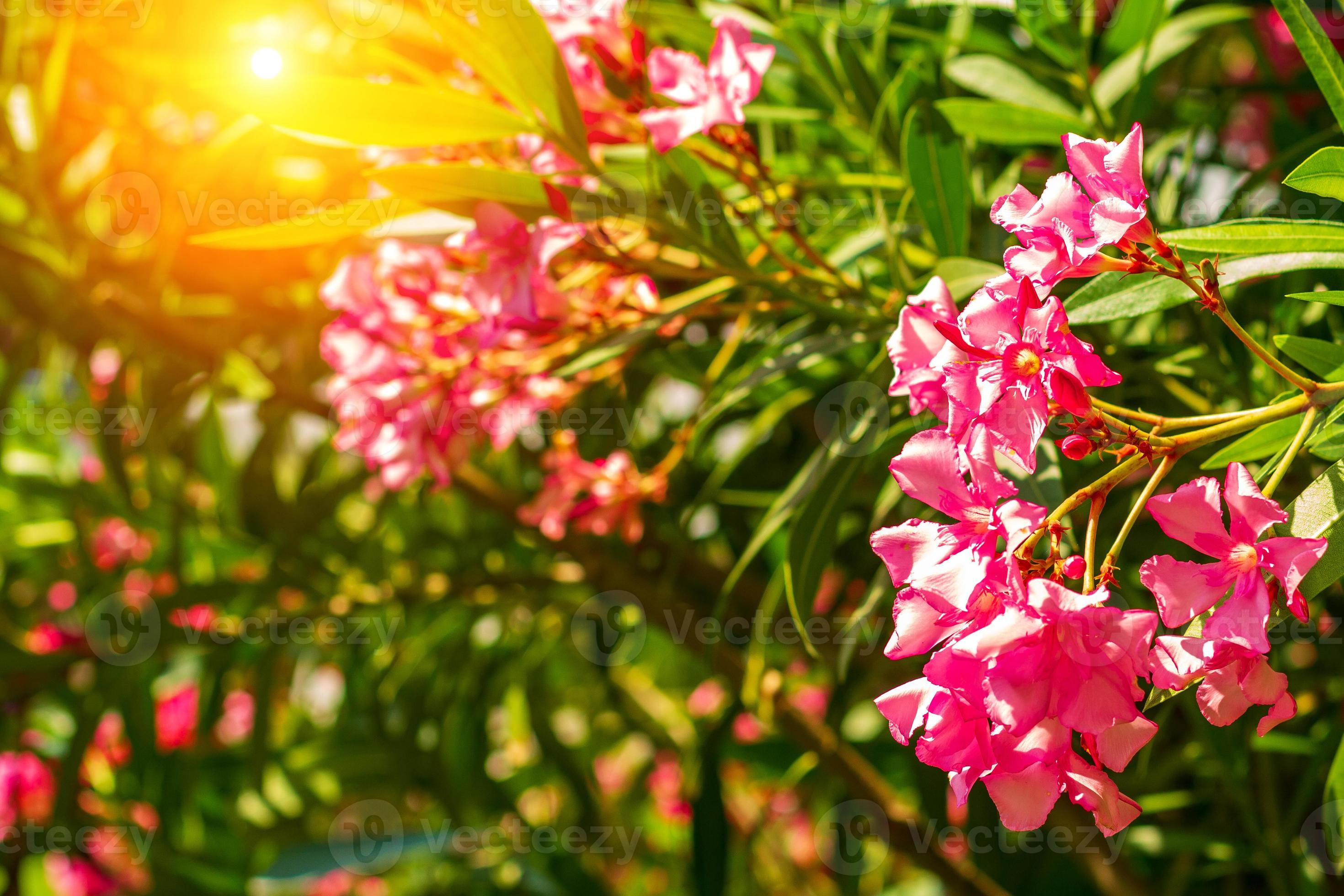 belle plante arbustive extérieure à fleurs roses de laurier-rose