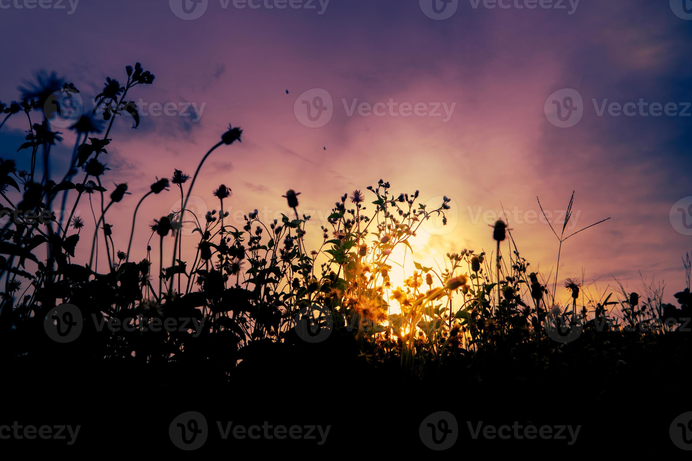 fond de coucher de soleil coloré avec silhouette d'herbe photo