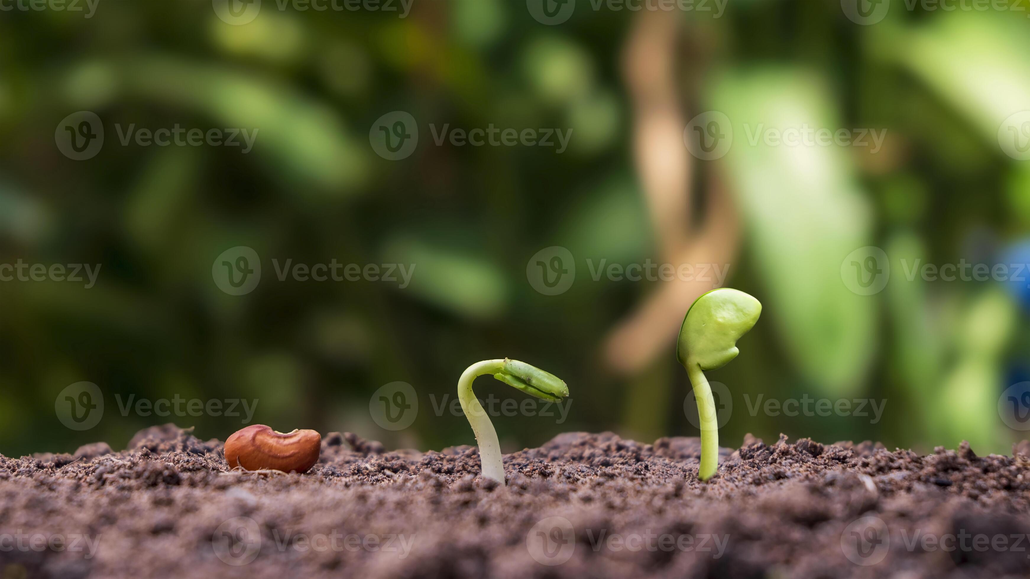 présentation de la séquence de germination des plantes et du