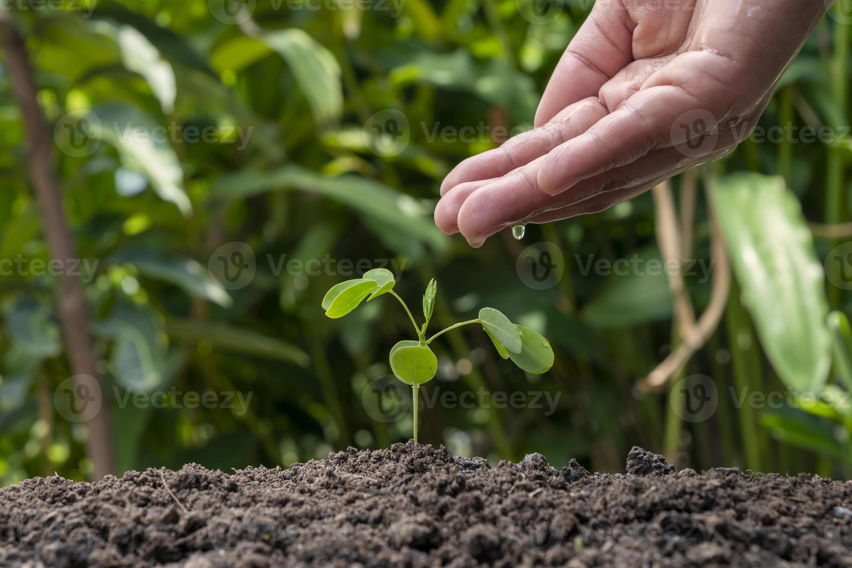 croissance des plantes ou germination des graines et mains