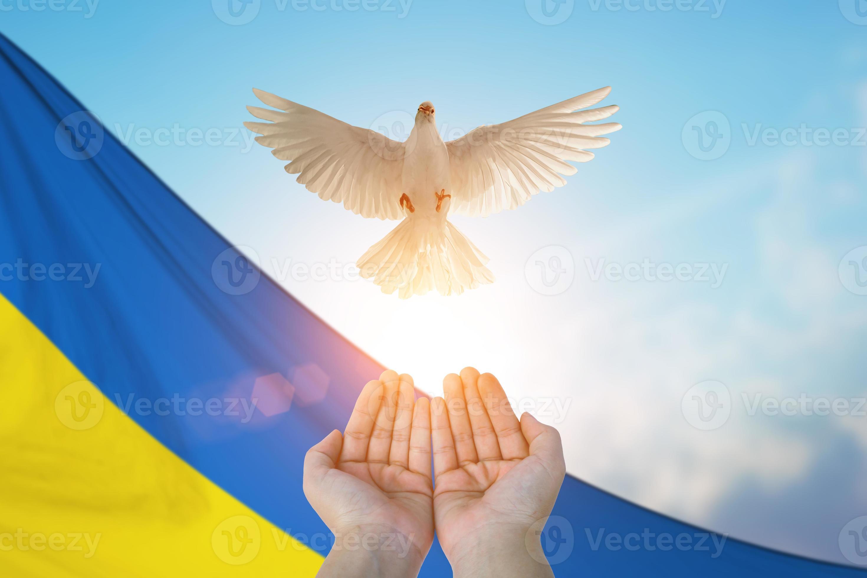 deux mains tenant une colombe blanche volant sur le ciel et le fond du  drapeau ukrainien pour la journée internationale de la paix, la liberté,  priez pour l'ukraine et pas de concept