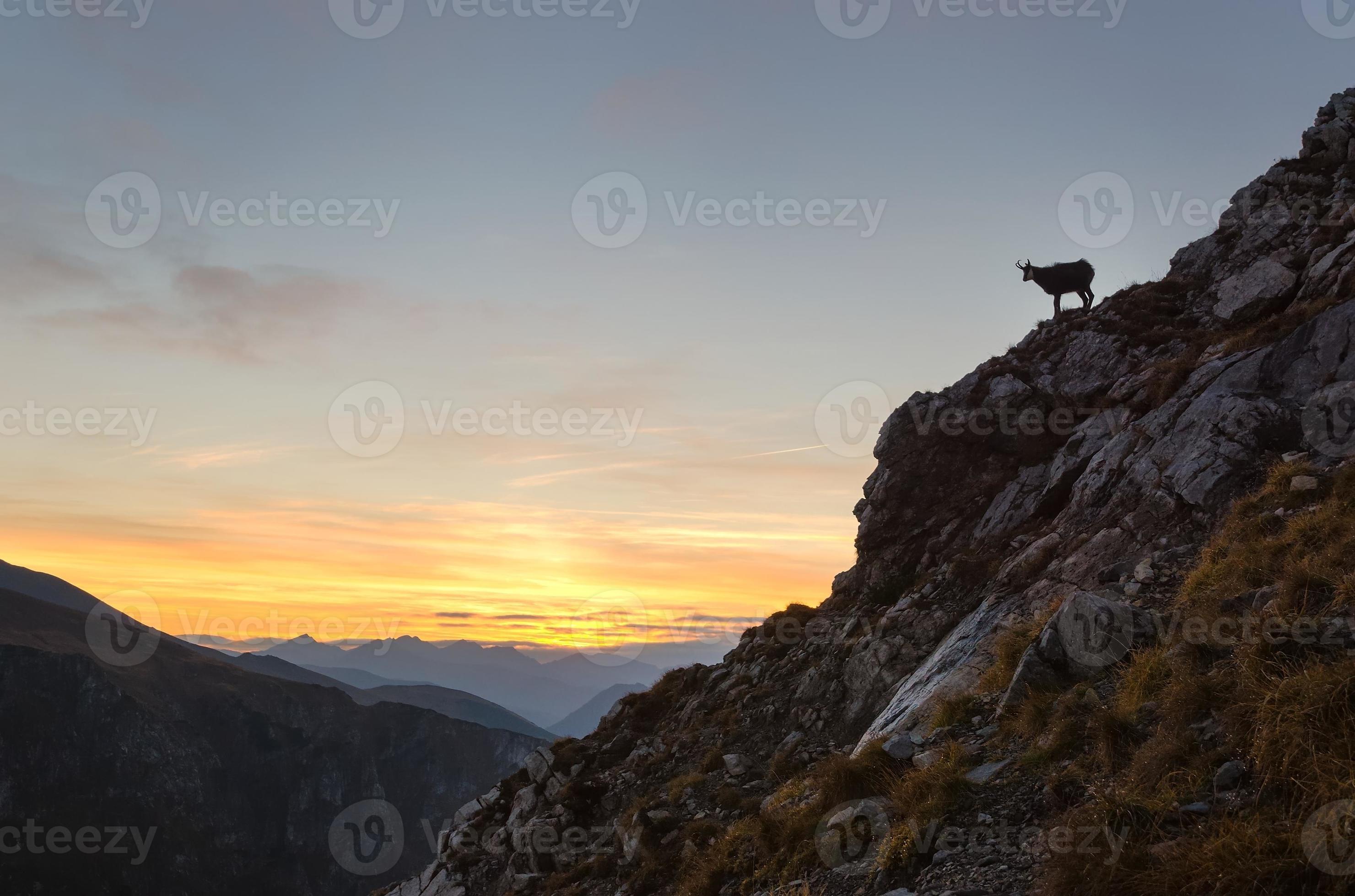 silhouette de chamois dans les montagnes. photo