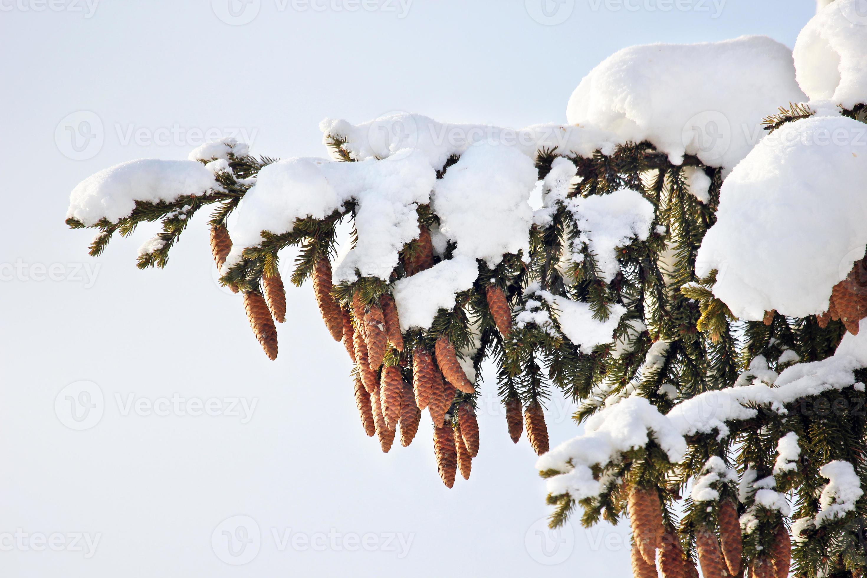 sapin, cônes, neige, hiver. 713367 Banque de photos
