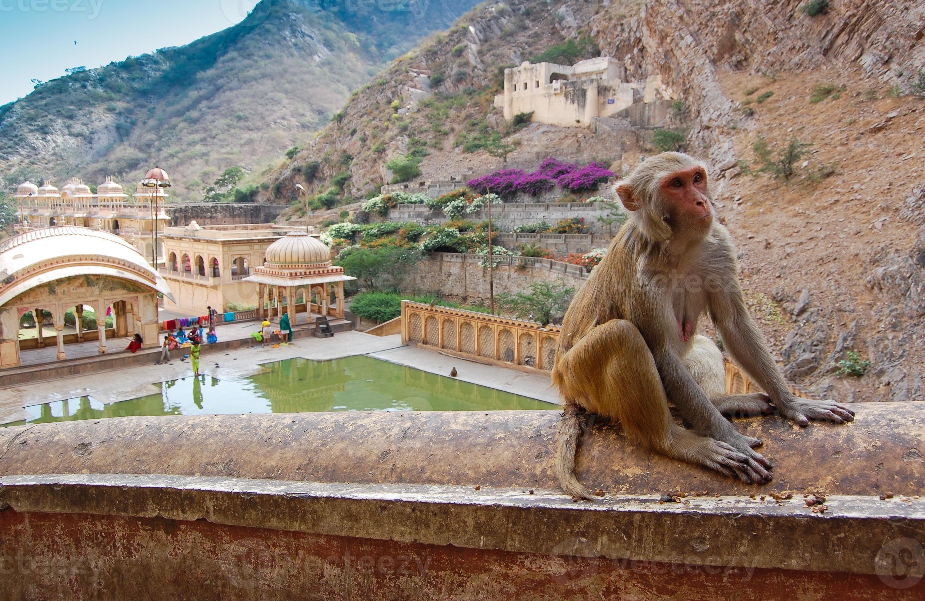 Temple des singes à proximité de Jaipur, Inde. photo