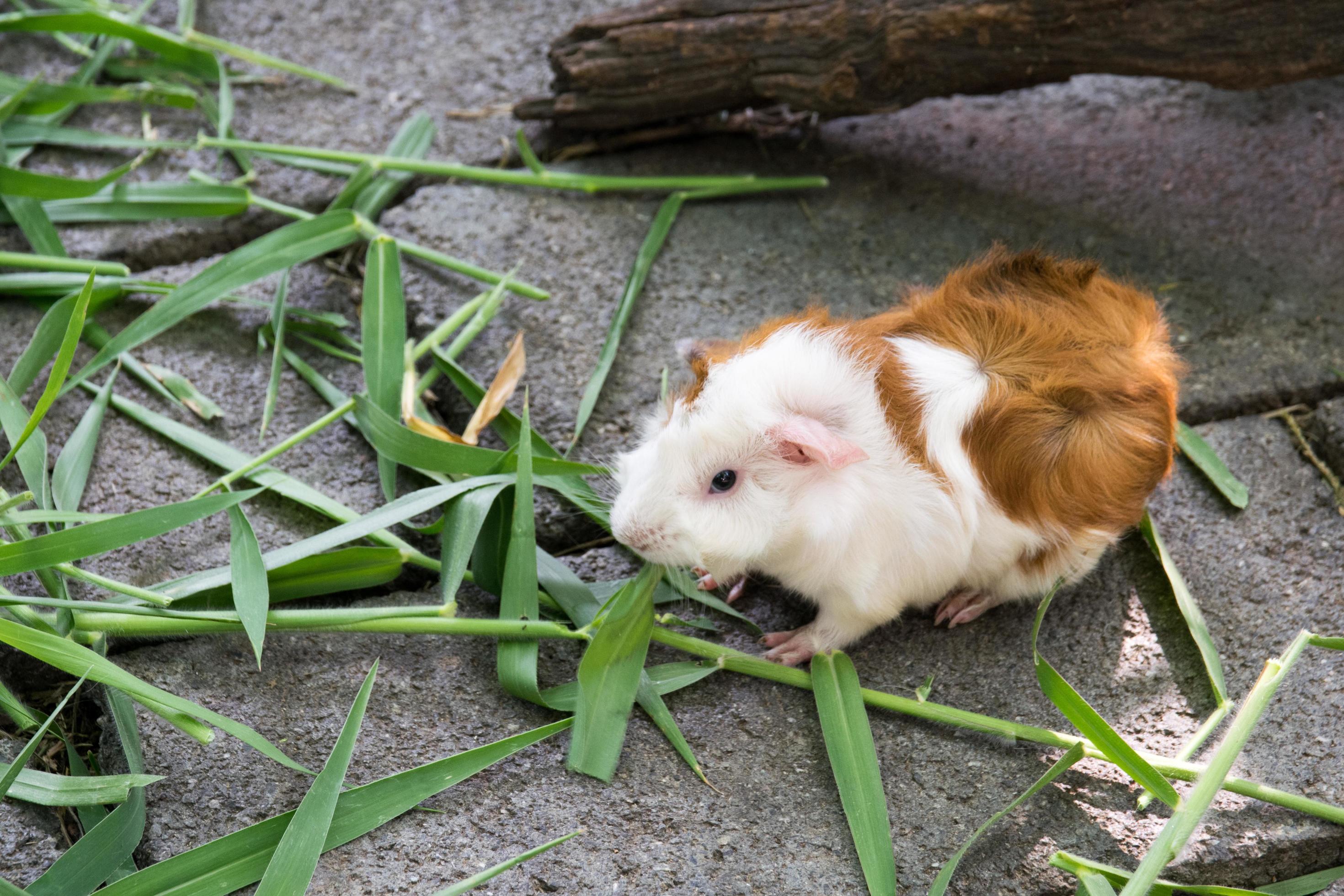 cochon d'inde mange de l'herbe photo