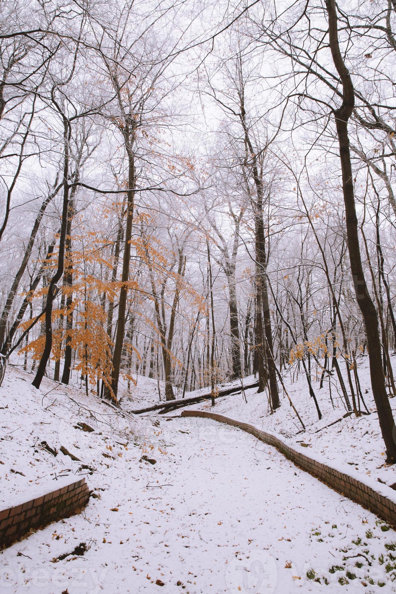 vue sur la forêt d'hiver photo