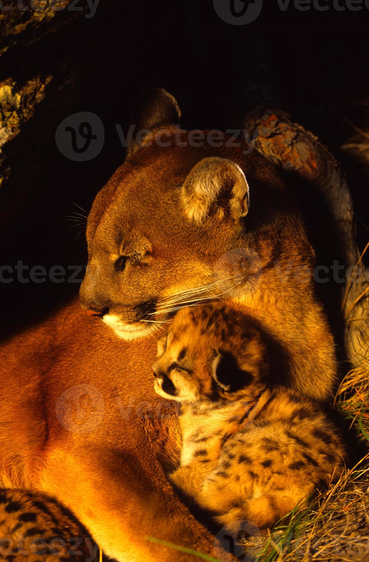 Lion De Montagne Endormi Femelle Et Chaton 7664 Banque De Photos