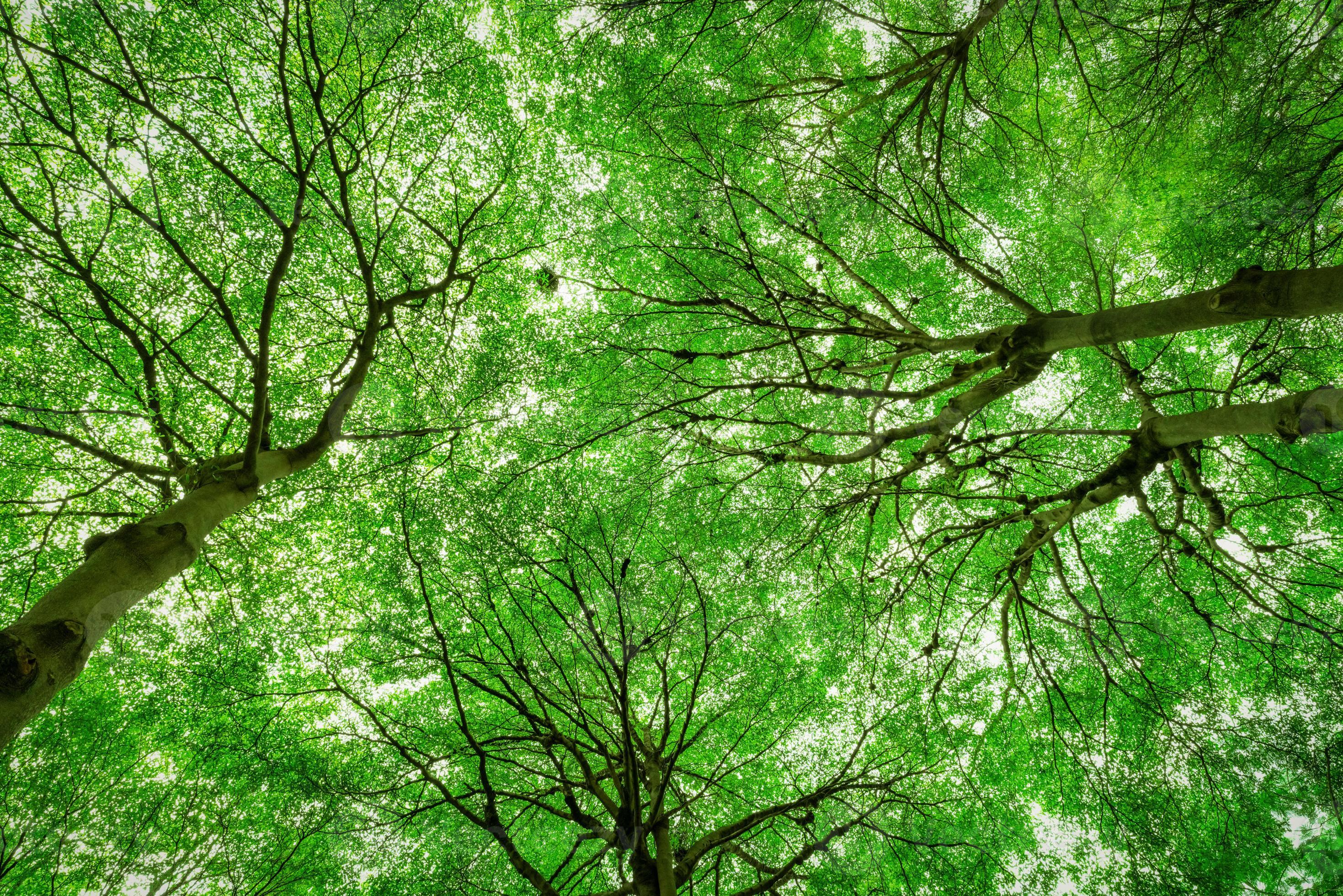 Grand arbre avec les feuilles vertes