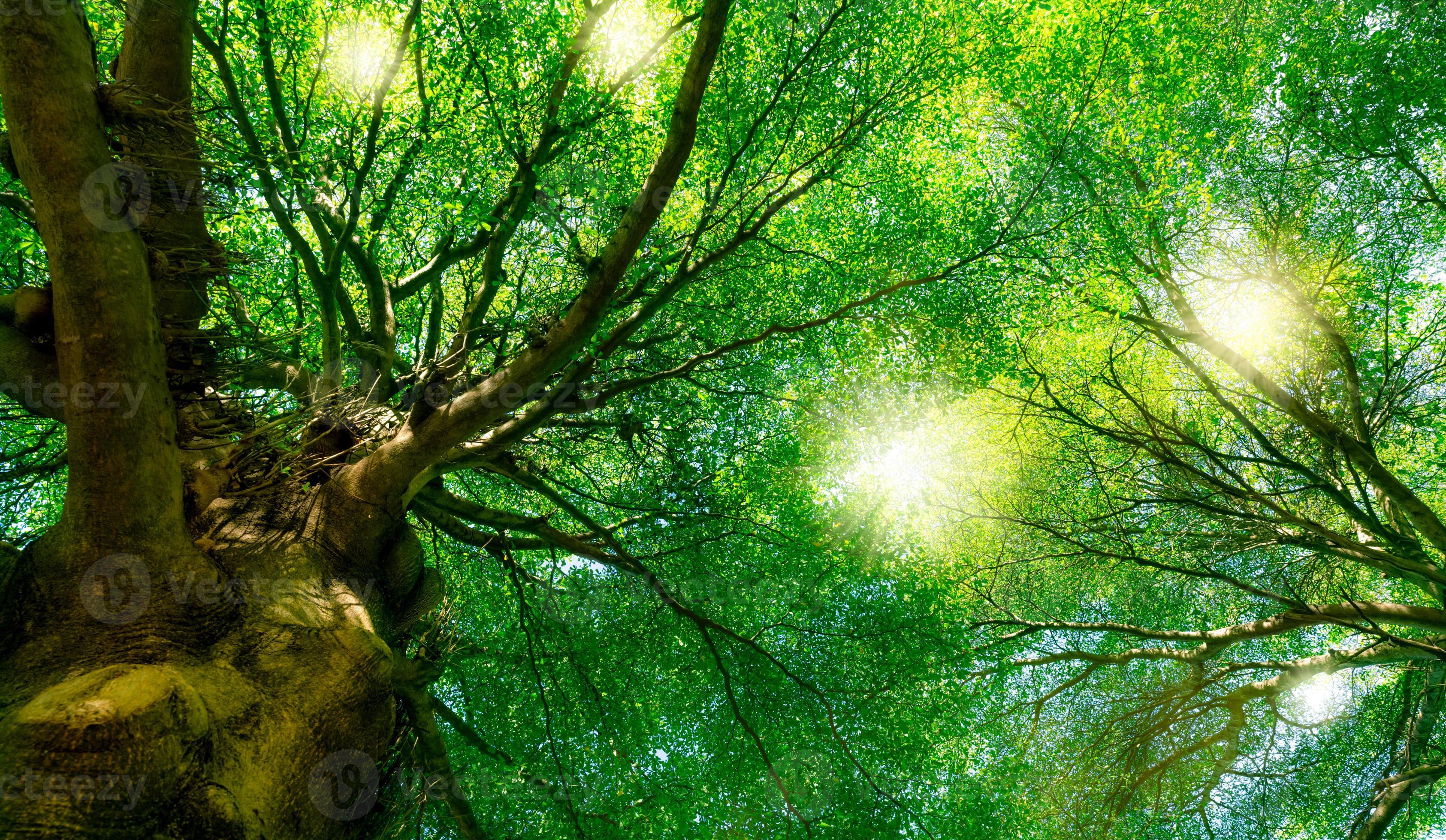 Environnement et beauté vont de pair avec l'Arbre Vert