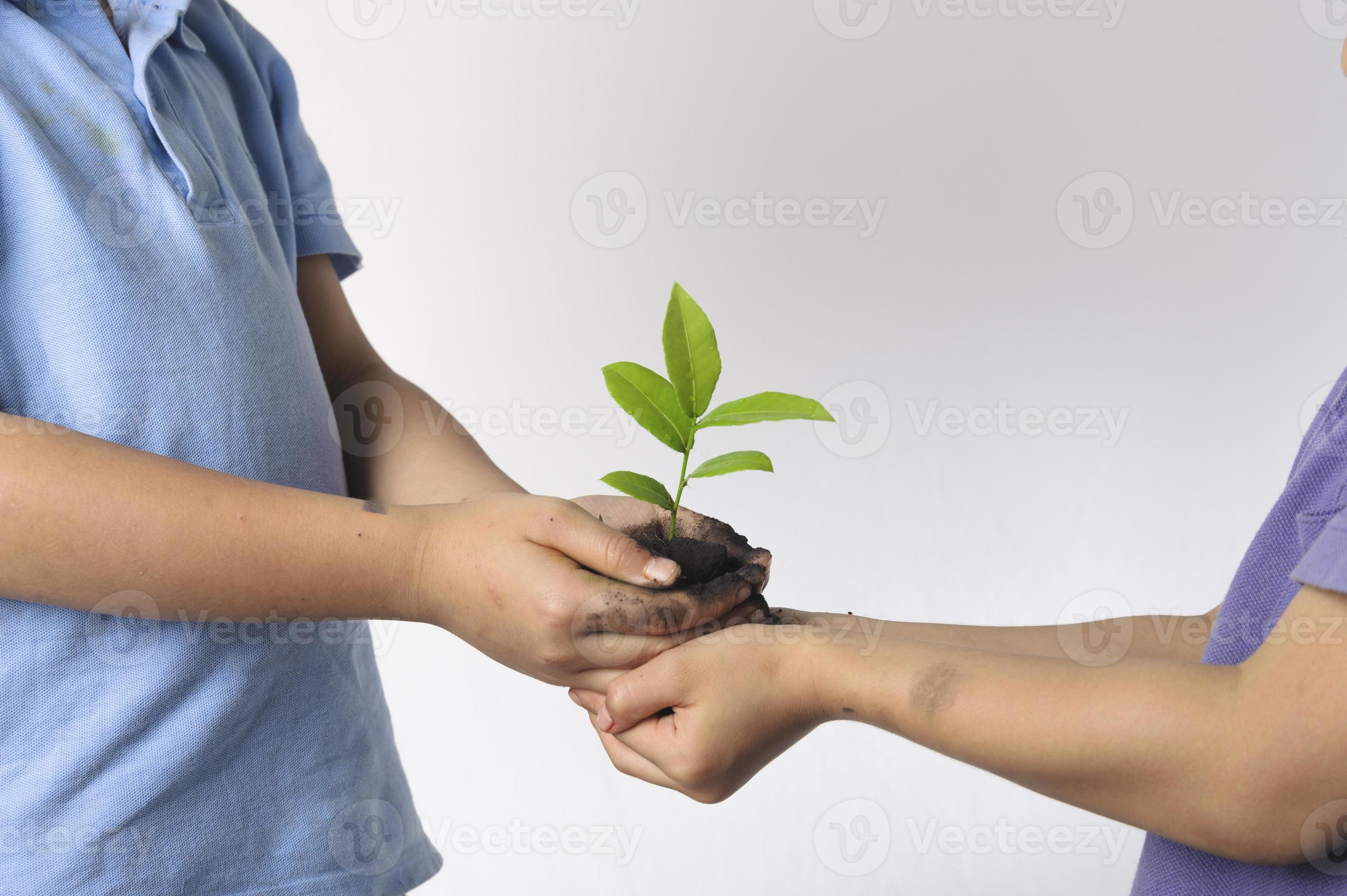 enfant, main, tenue, litière, plante photo