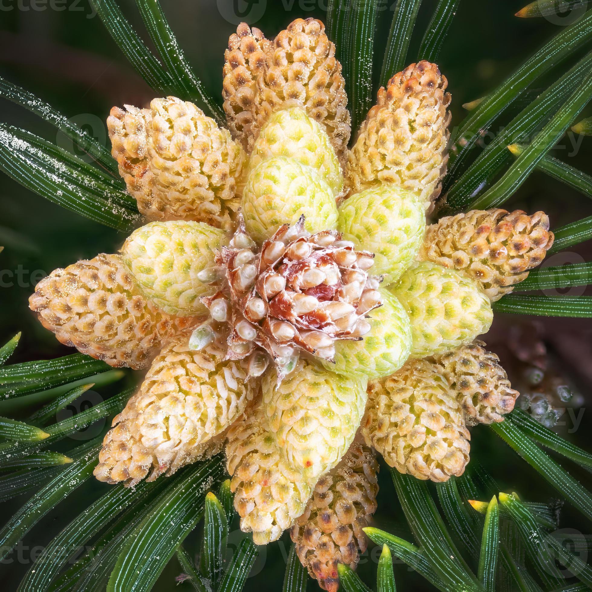 détail des fleurs du pin nain avec du pollen et des aiguilles de pin  7991306 Photo de stock chez Vecteezy