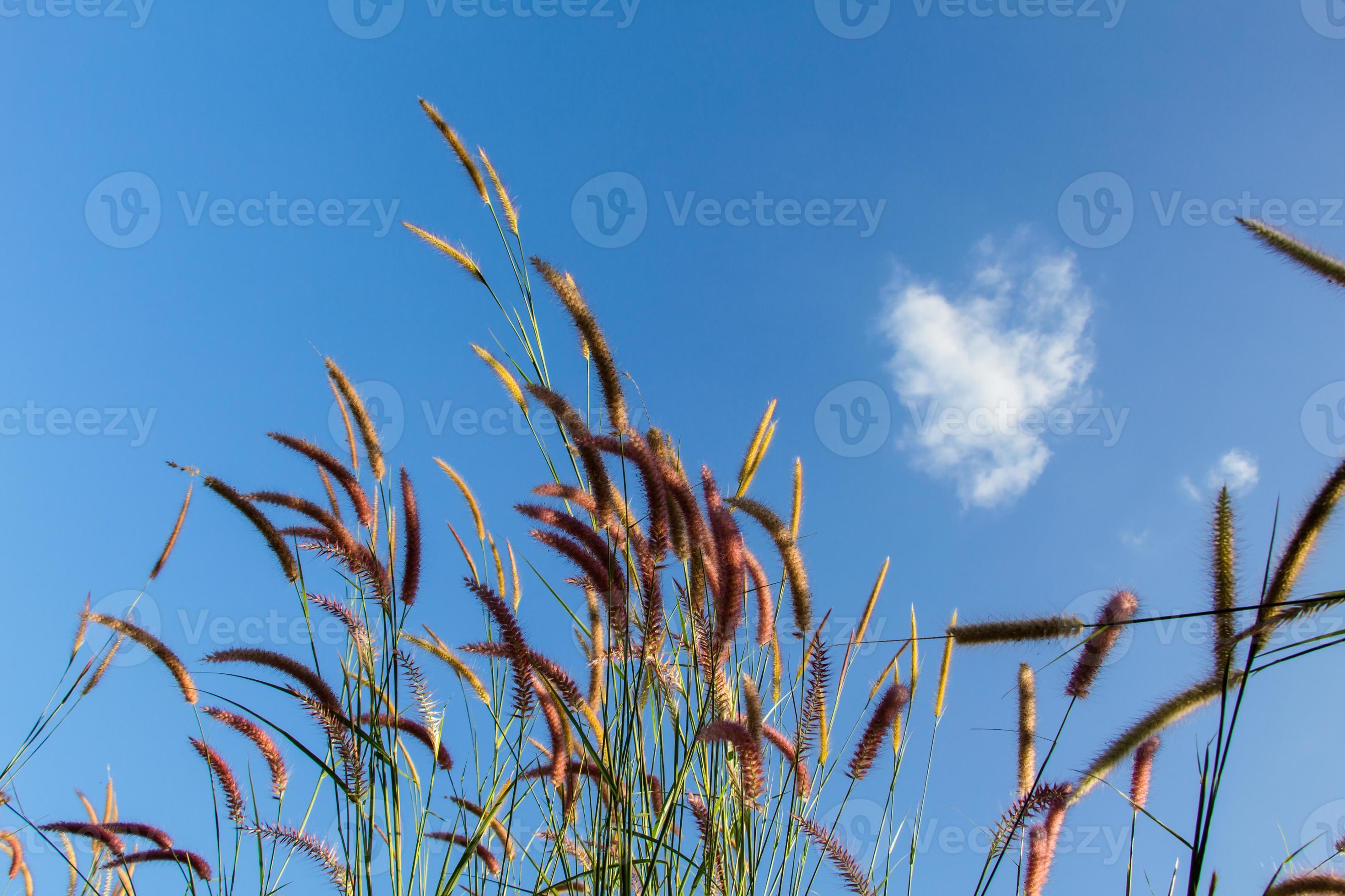 herbe de la pampa avec ciel bleu 8026899 Banque de photos