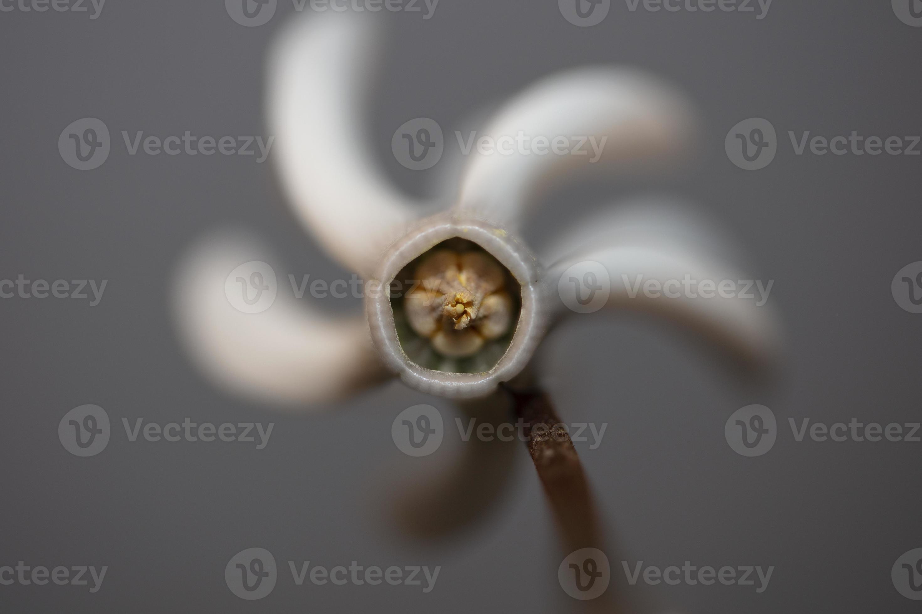 fleur blanche fleur gros plan arrière-plan cyclamen hederifolium famille  primulaceae impressions de grande taille de haute qualité 8059757 Banque de  photos