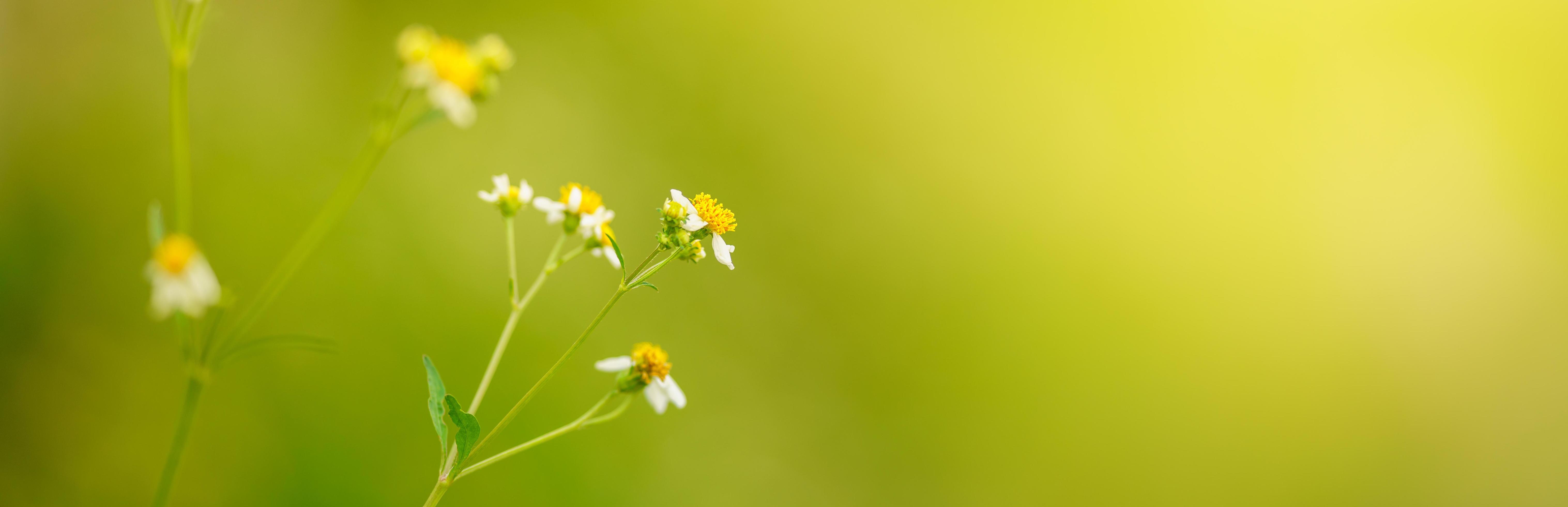 gros plan de fleur blanche d'herbe avec du pollen jaune sous la lumière du  soleil avec espace de copie en utilisant comme arrière-plan paysage de  plantes naturelles, concept de page de couverture