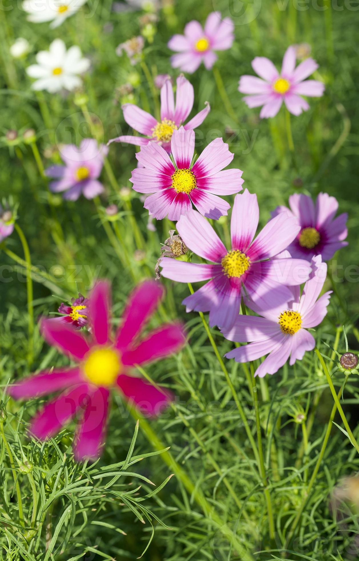 fleurs de cosmos sur plante 836804 Banque de photos