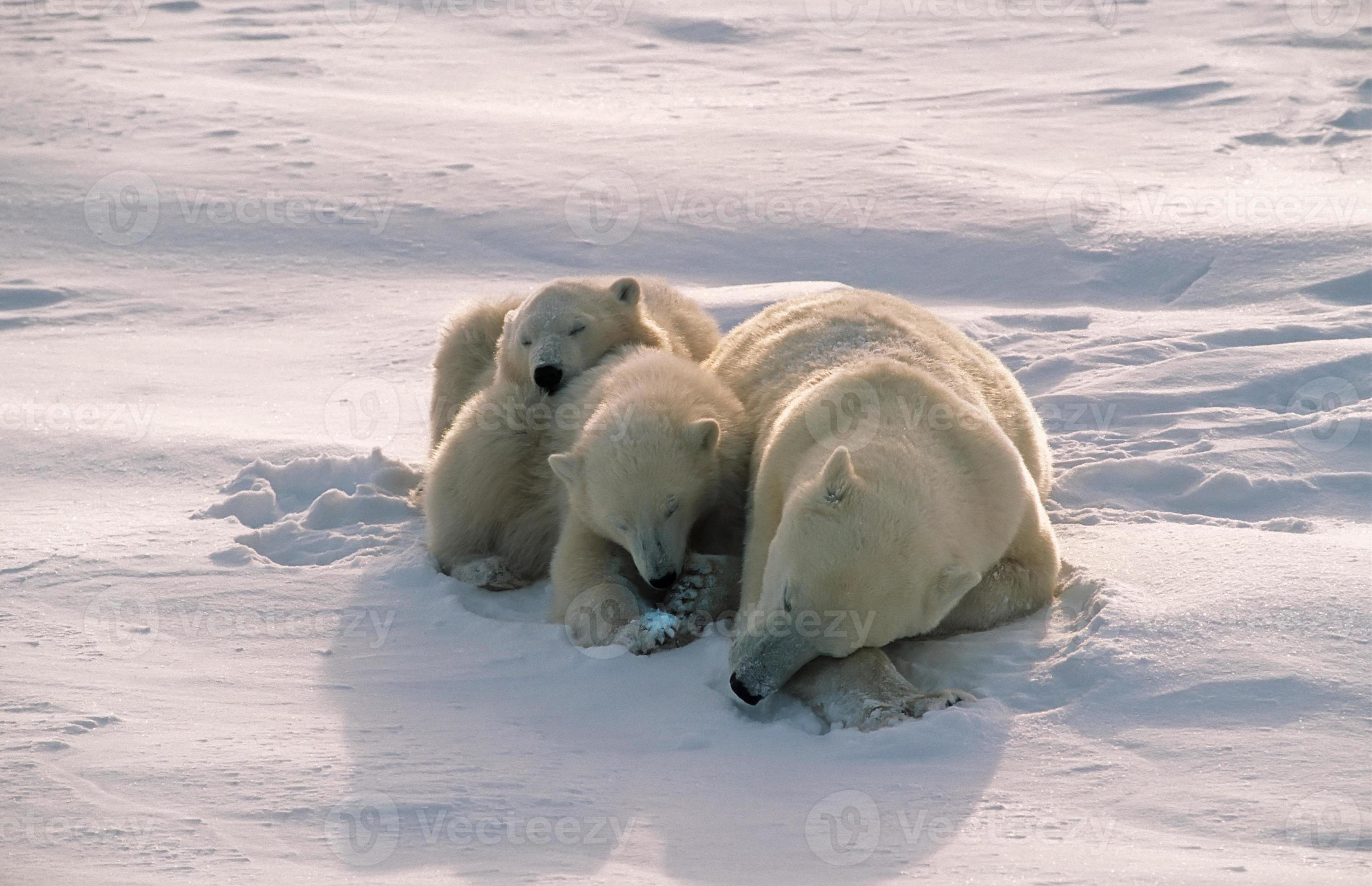 ours polaires dans l'arctique canadien photo