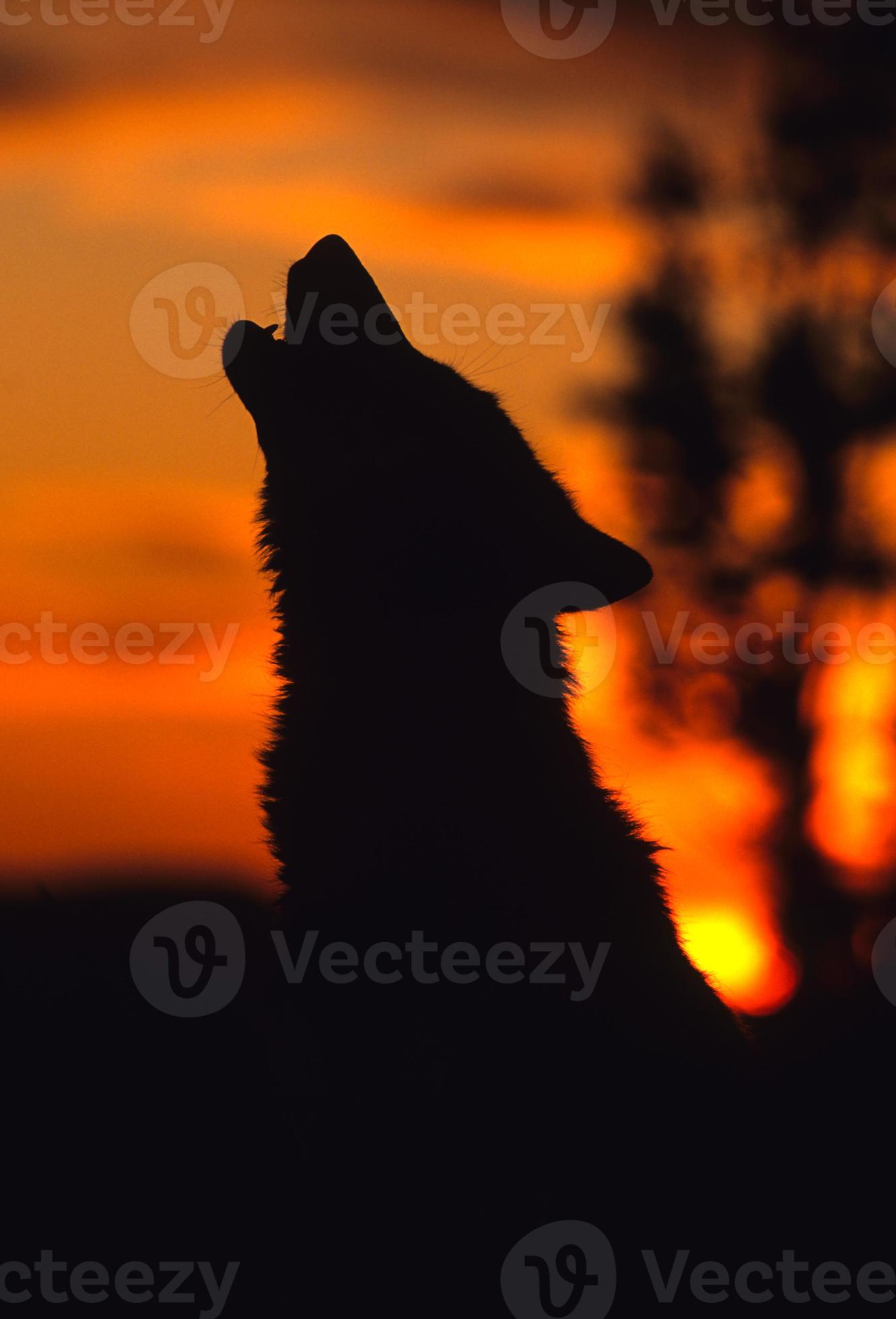 loup hurlant silhouette photo