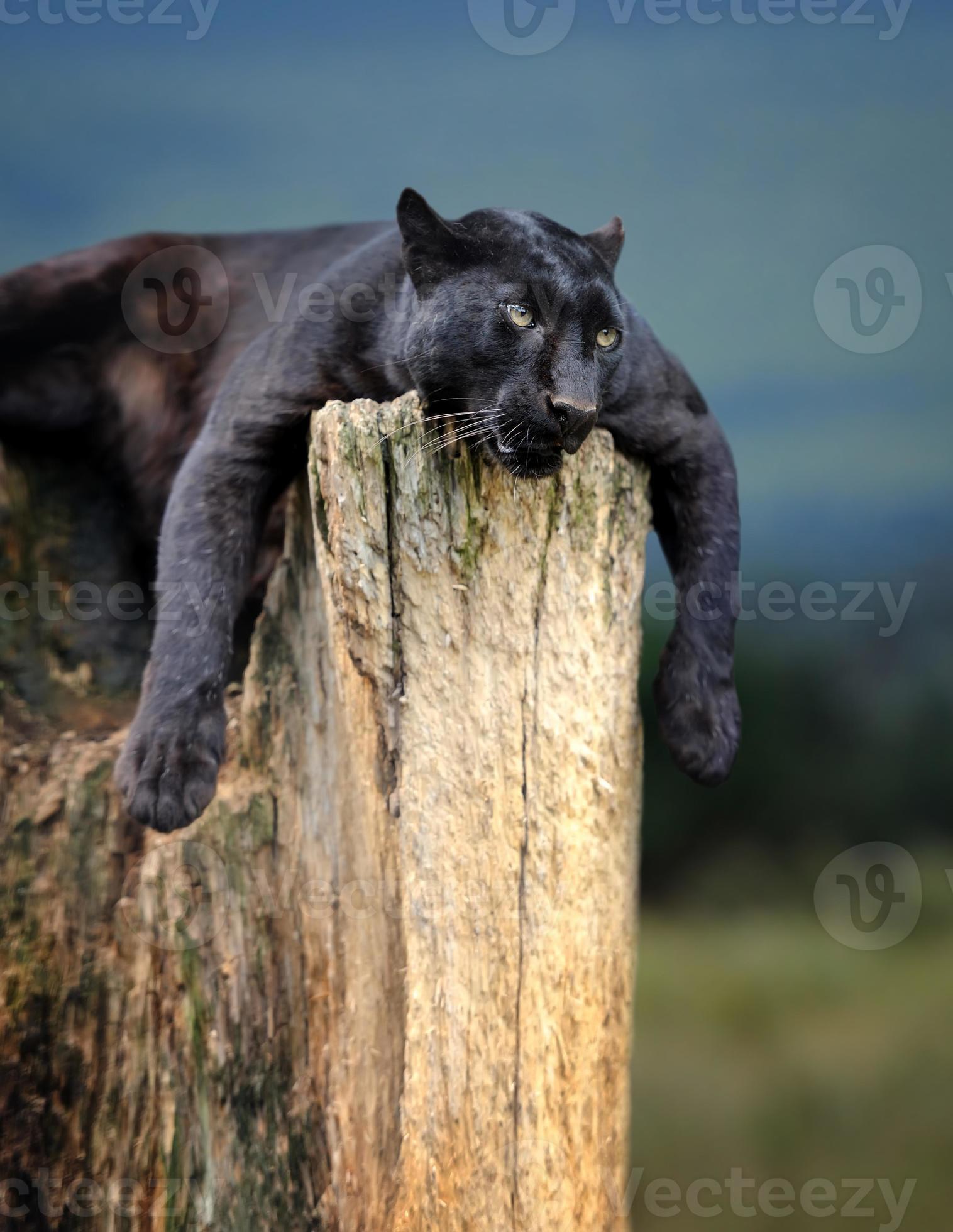 léopard noir photo