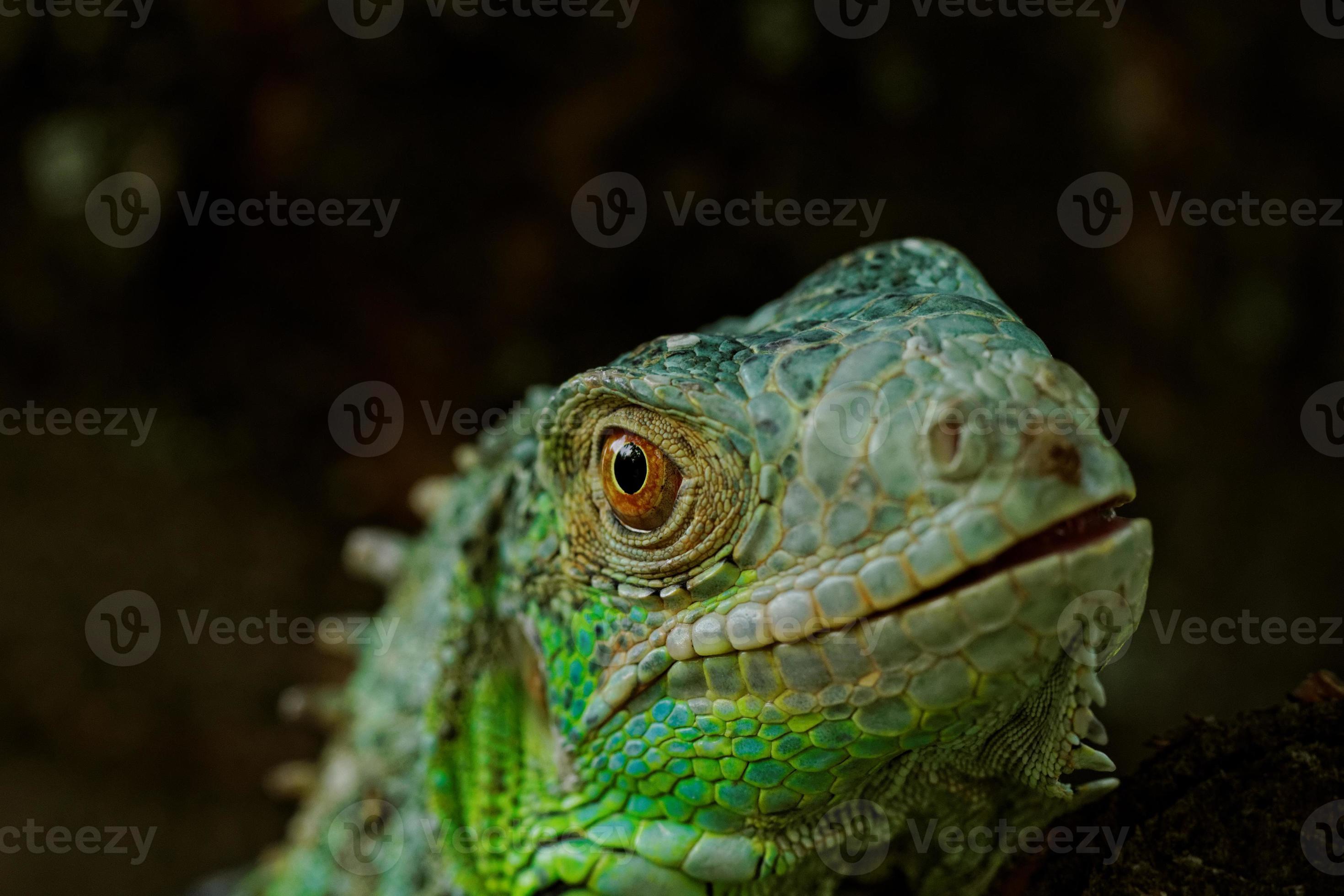 portrait d'un iguane vert photo