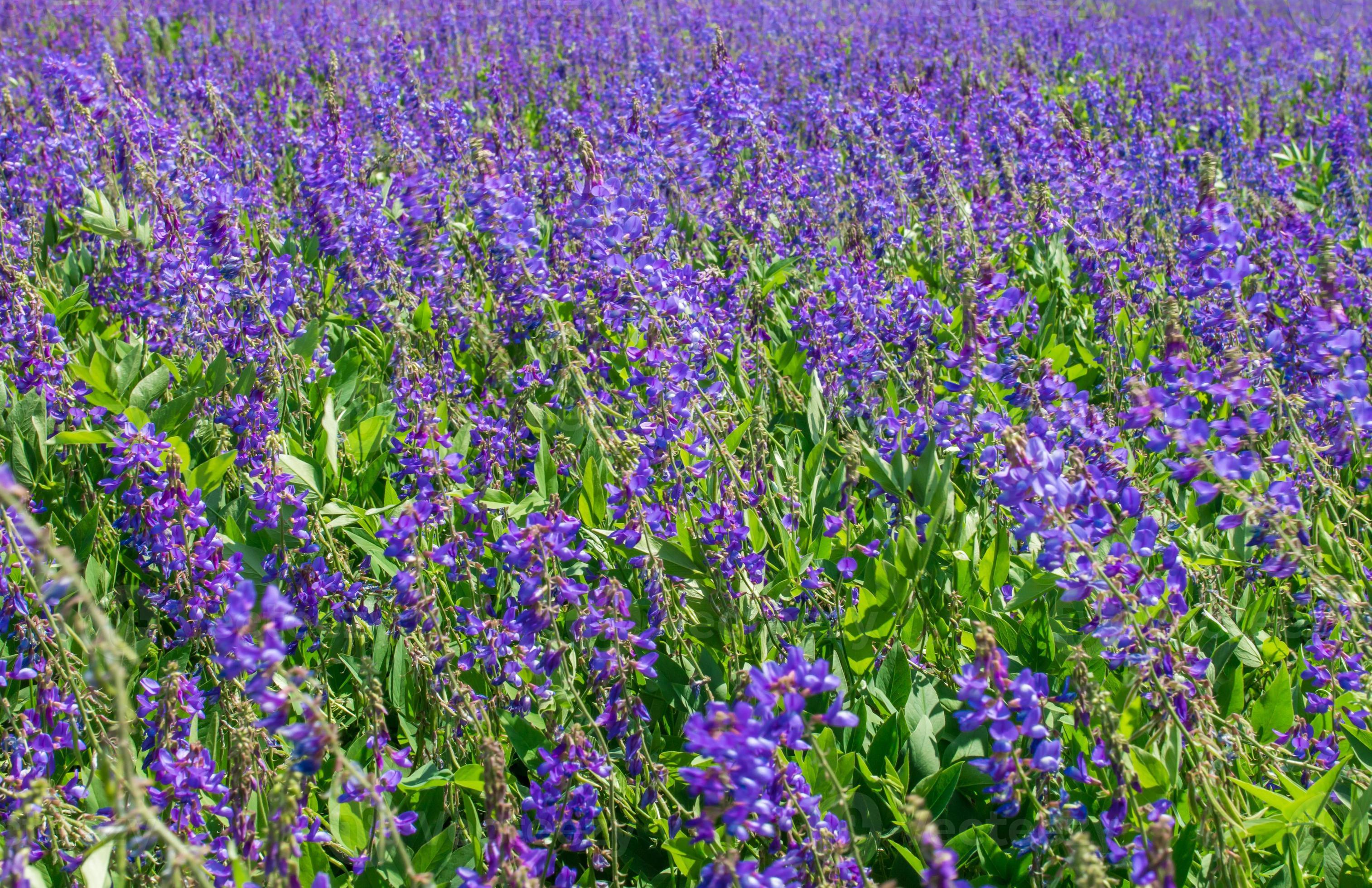 fleur mauve 858254 Banque de photos