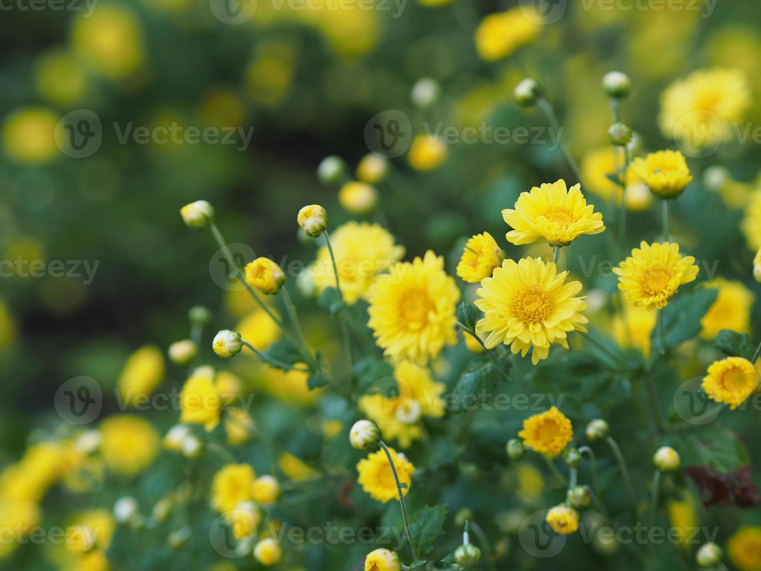 chrysanthemum indicum nom scientifique dendranthema morifolium,  flavonoïdes, gros plan pollen de fleur jaune qui fleurit dans le jardin sur  fond de nature floue 8618994 Banque de photos