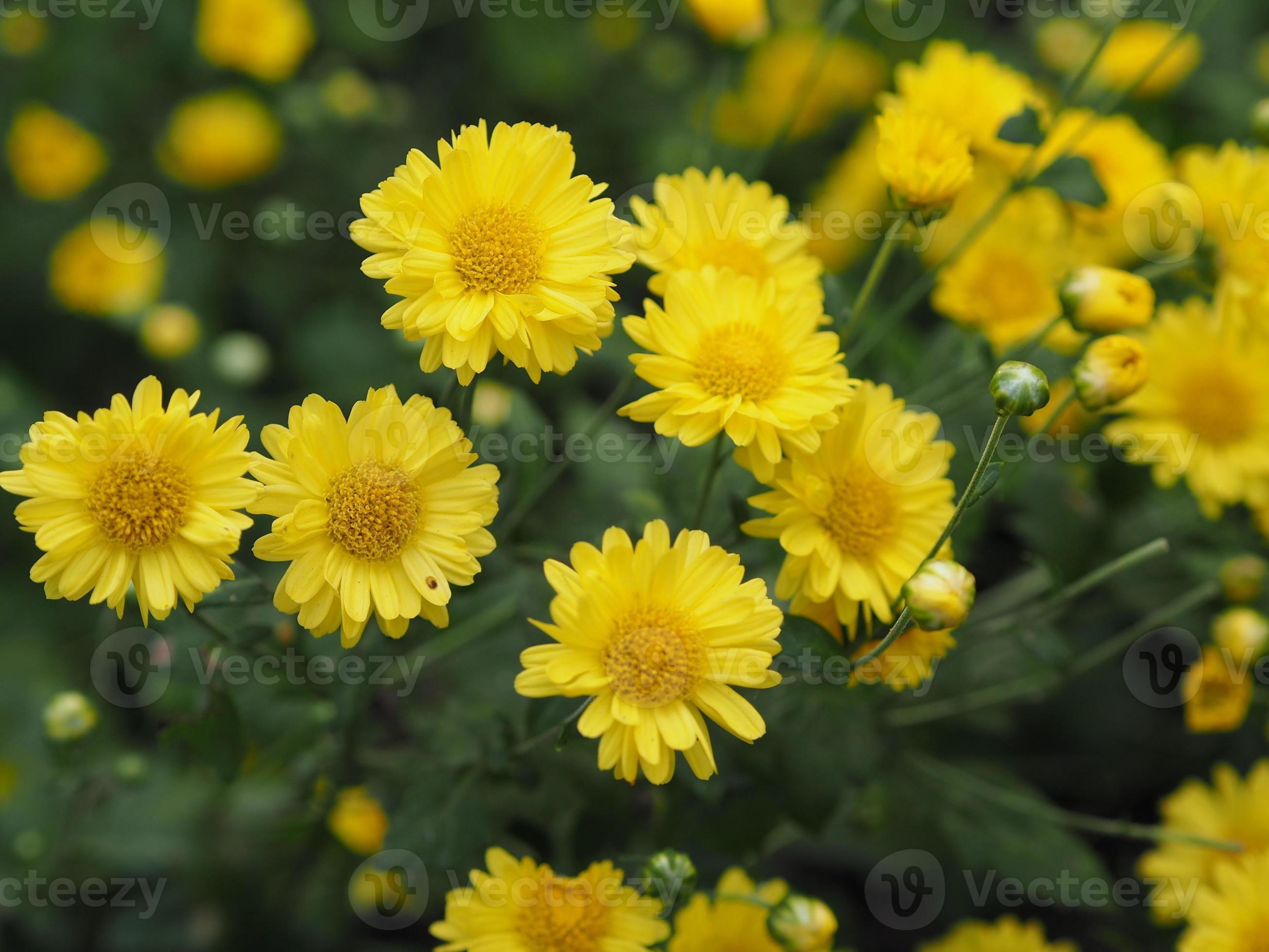 chrysanthemum indicum nom scientifique dendranthema morifolium,  flavonoïdes, gros plan pollen de fleur jaune qui fleurit dans le jardin sur  fond de nature floue 8620839 Banque de photos
